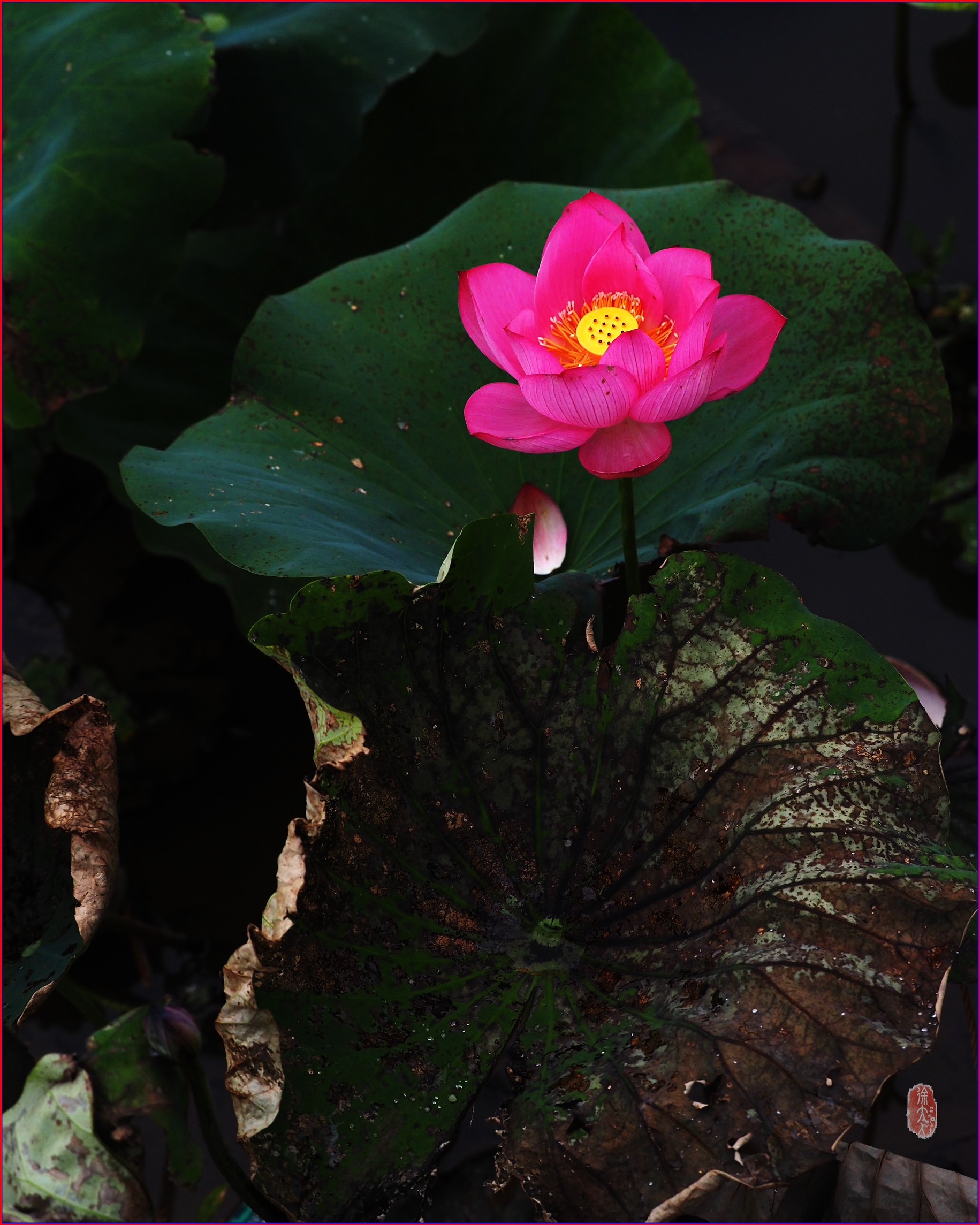 S__37380195.jpg