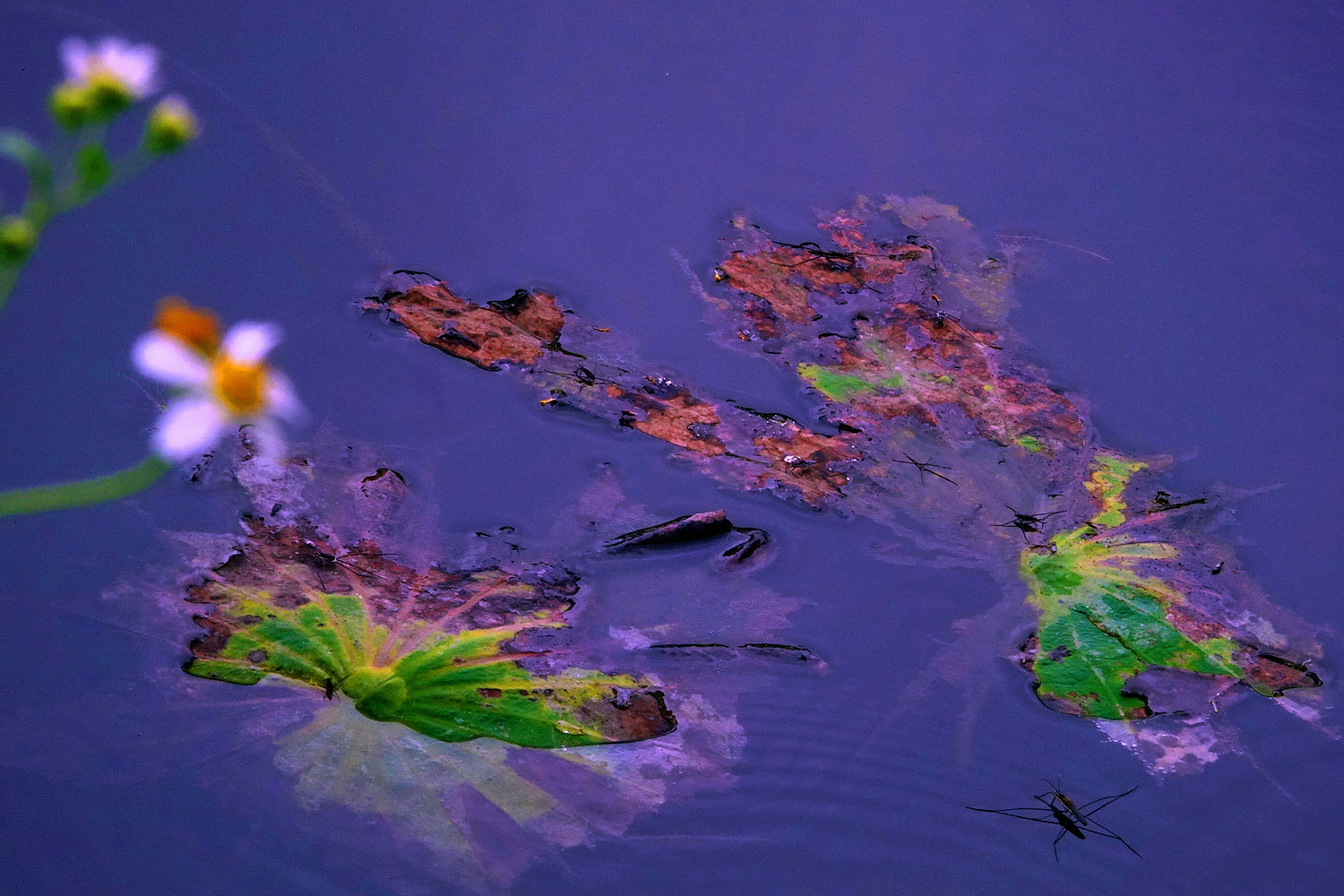 陳永鑑_荷花作品_20250523i.JPG