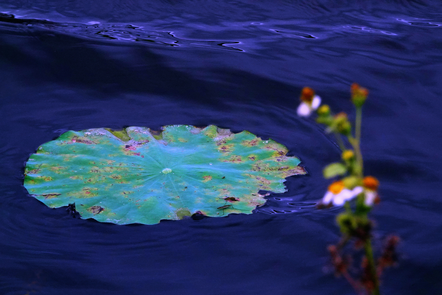 陳永鑑_荷花作品_20250523v.JPG