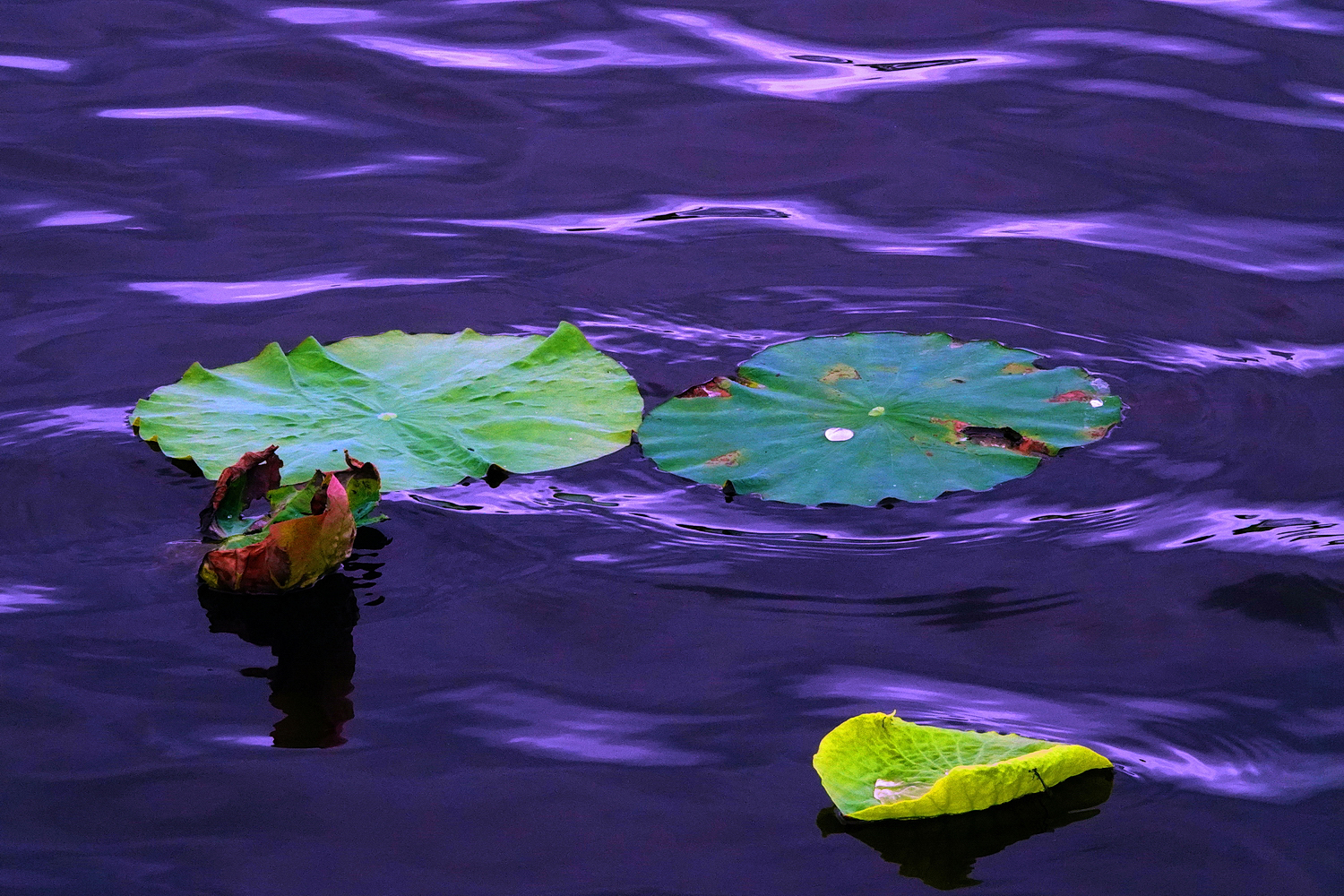 陳永鑑_荷花作品_20250524c.JPG