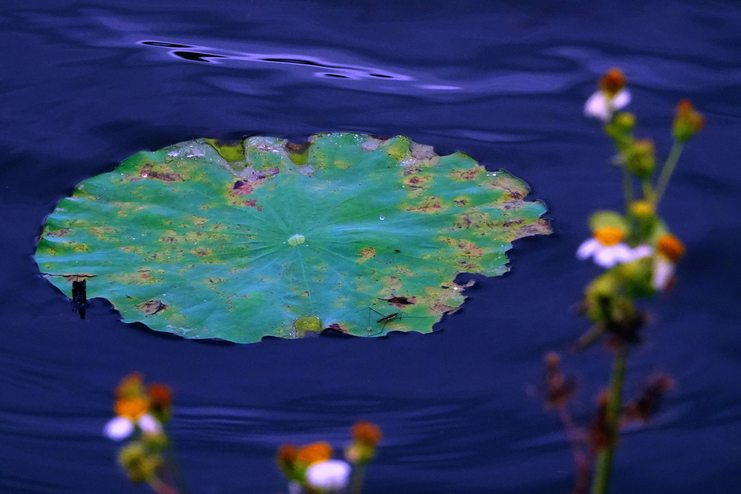 陳永鑑_荷花作品_20250523z.JPG