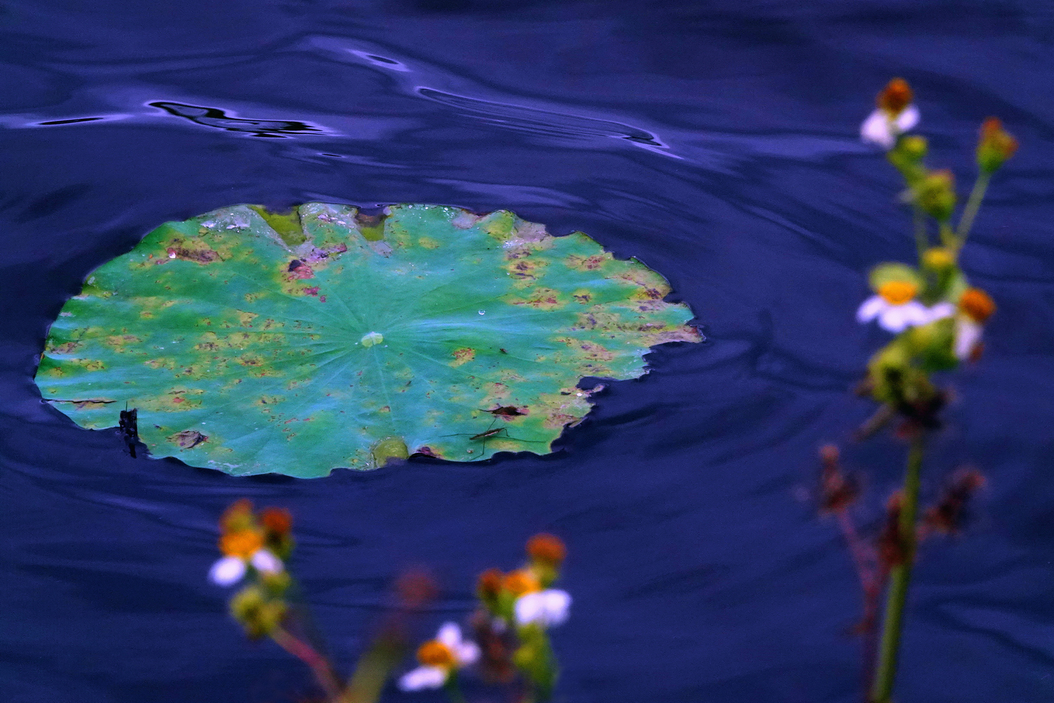 陳永鑑_荷花作品_20250523w.JPG