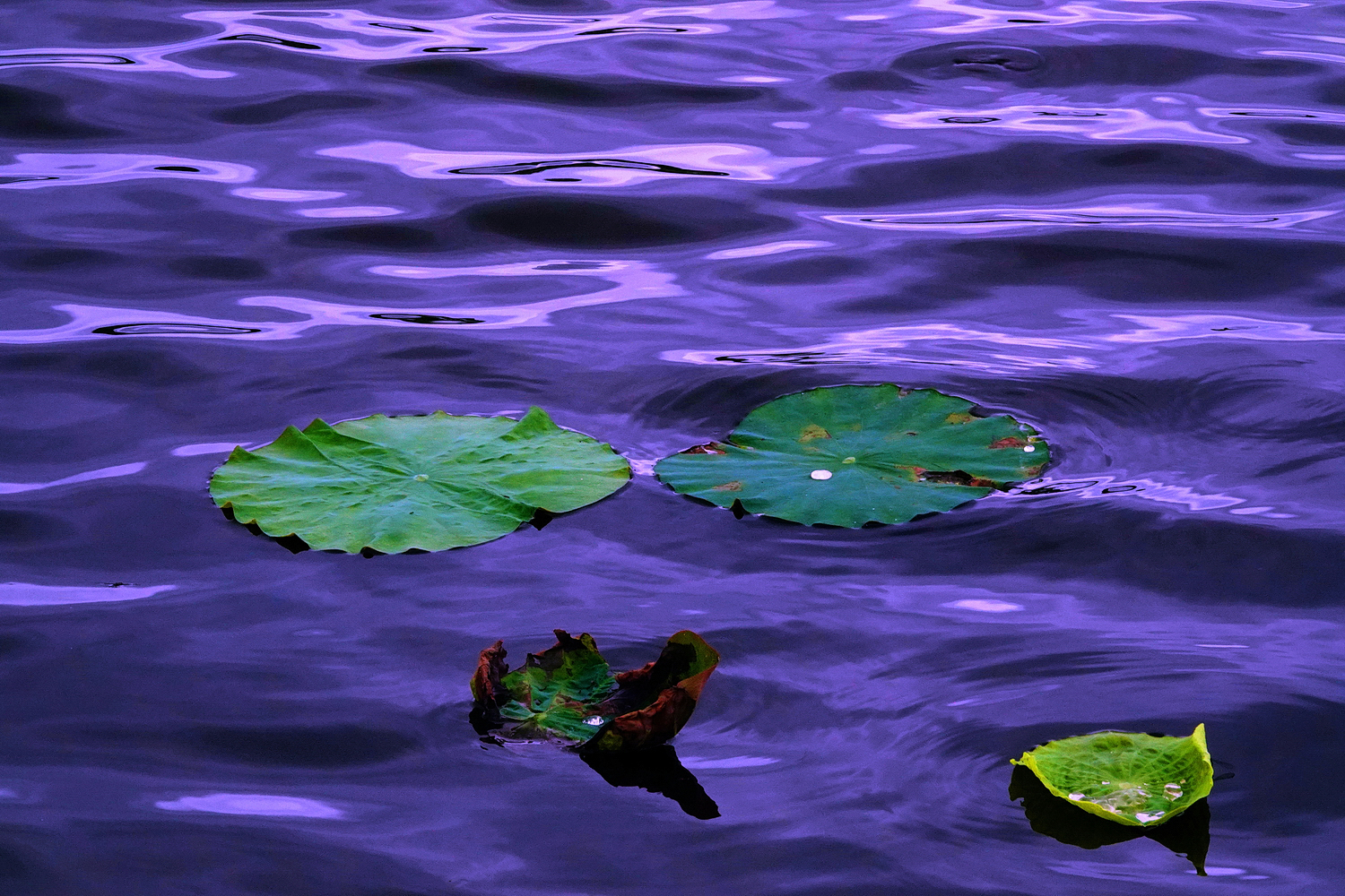 陳永鑑_荷花作品_20250525d.JPG