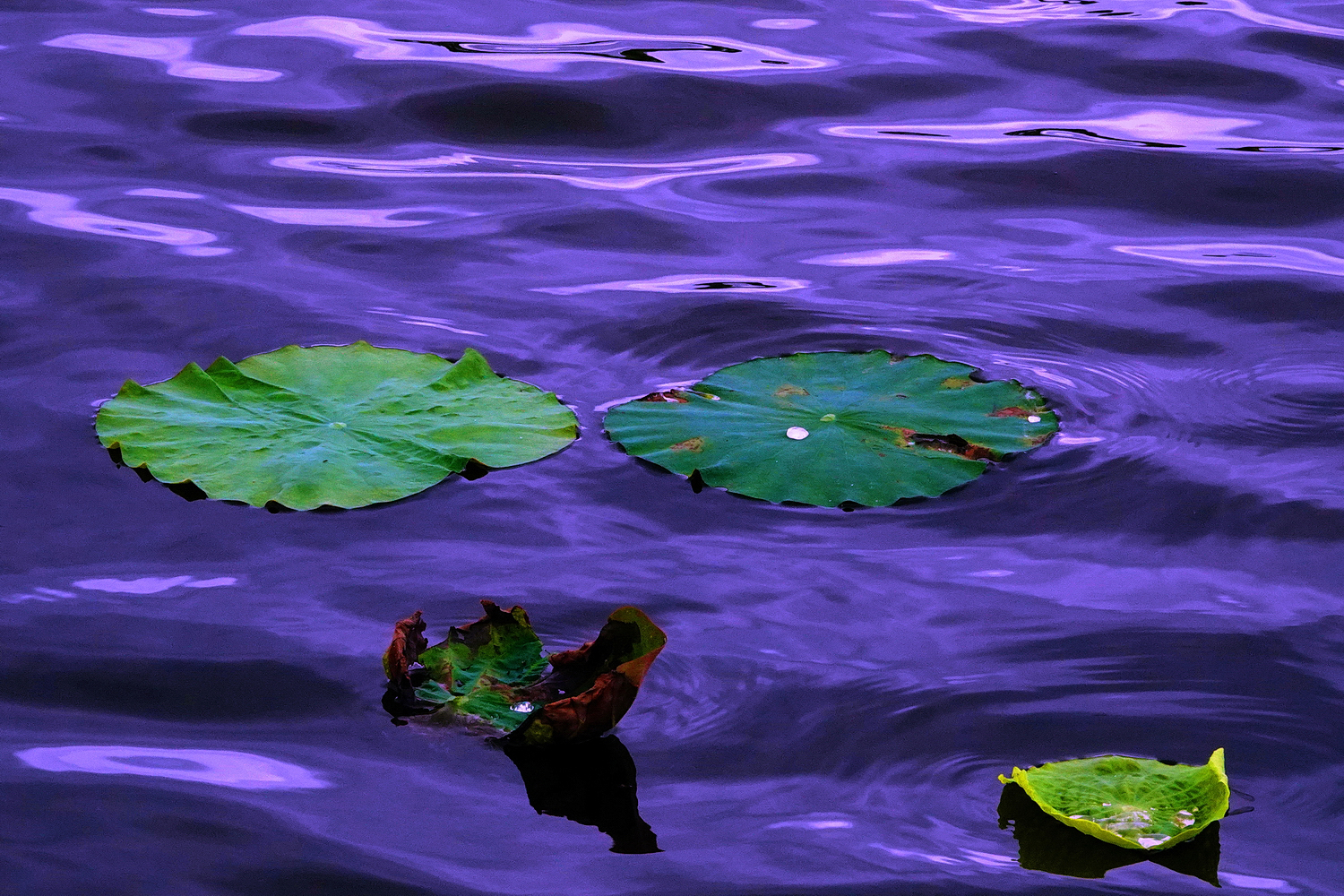 陳永鑑_荷花作品_20250525c.JPG