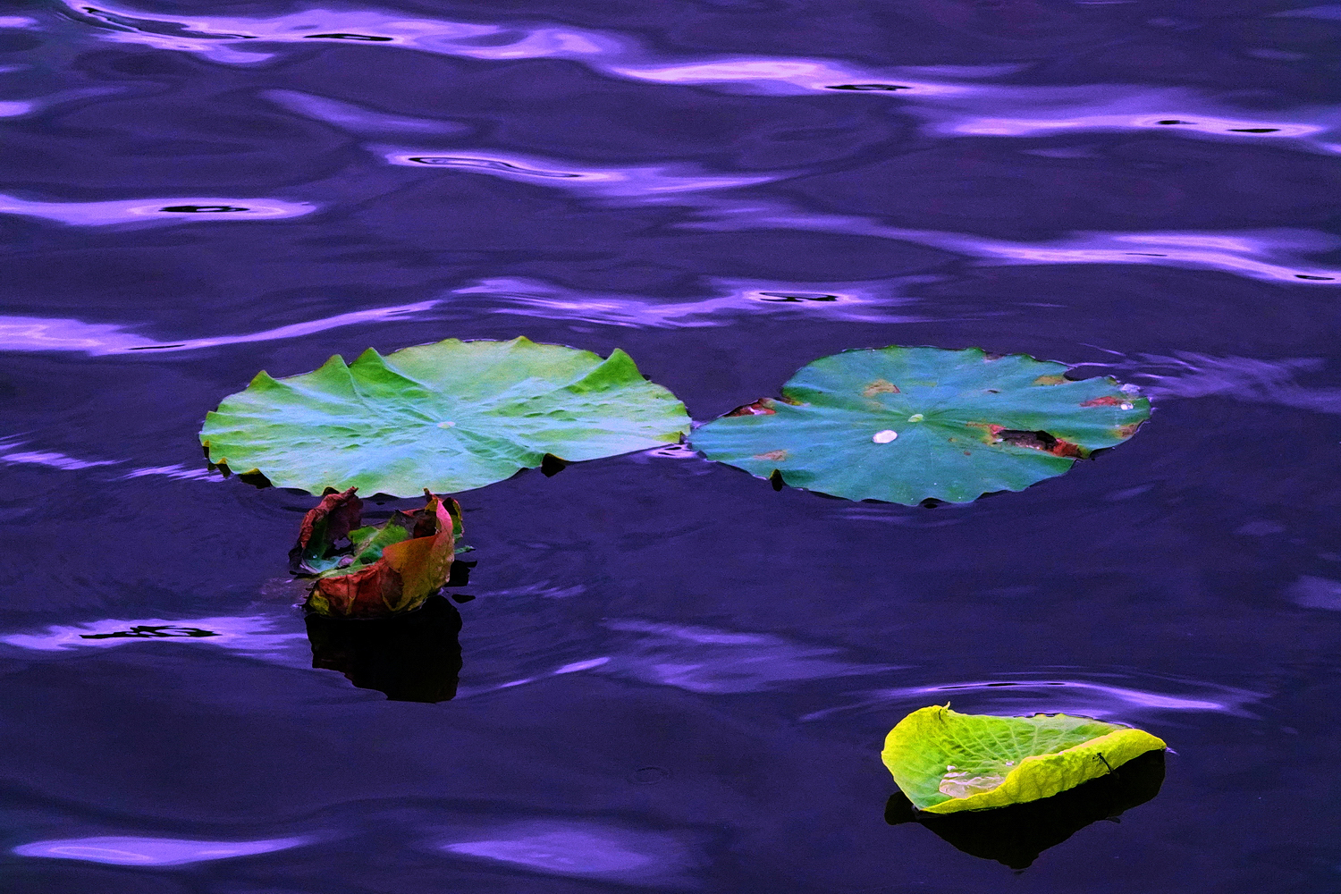陳永鑑_荷花作品_20250524e.JPG