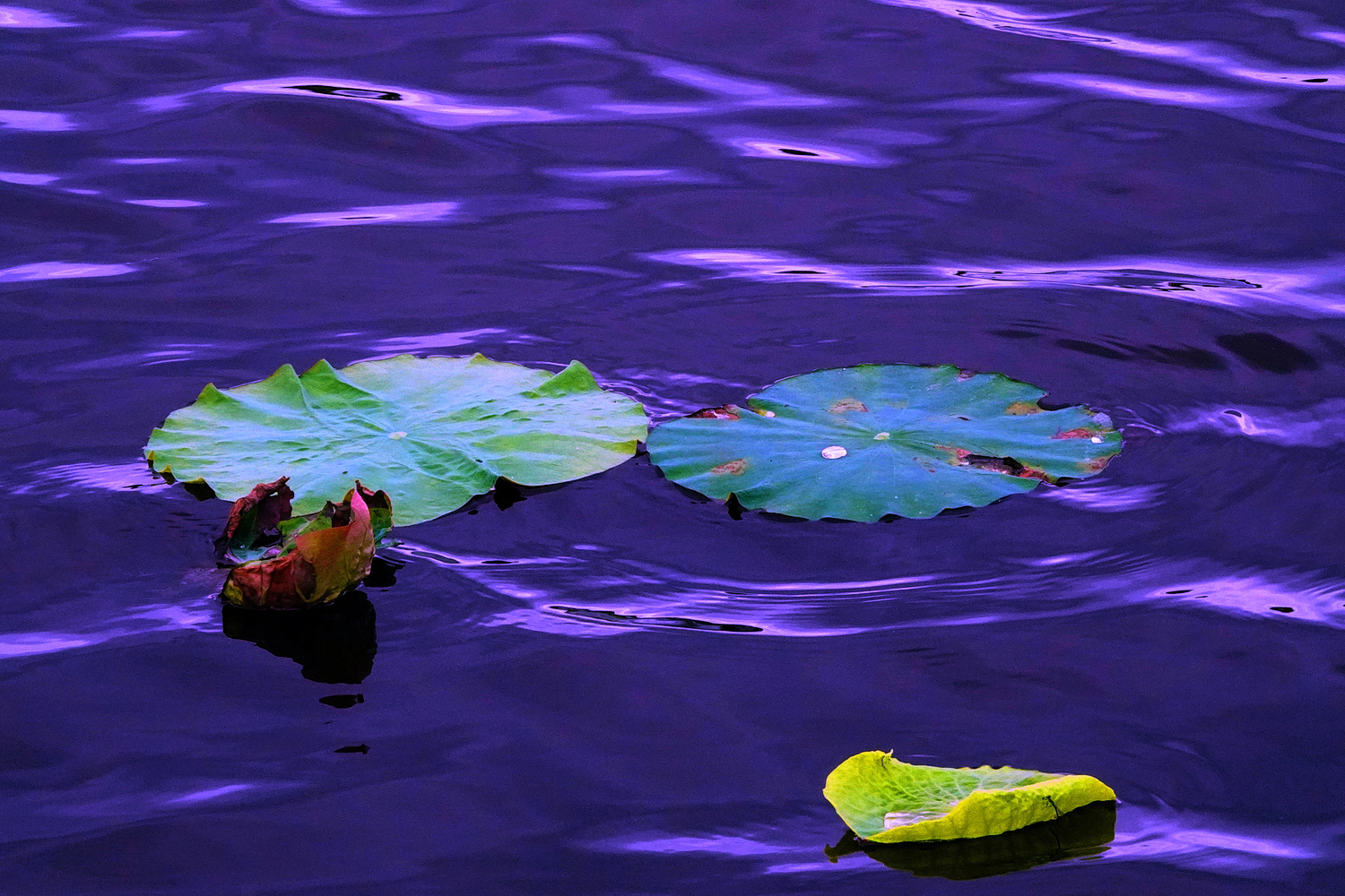 陳永鑑_荷花作品_20250524d.JPG