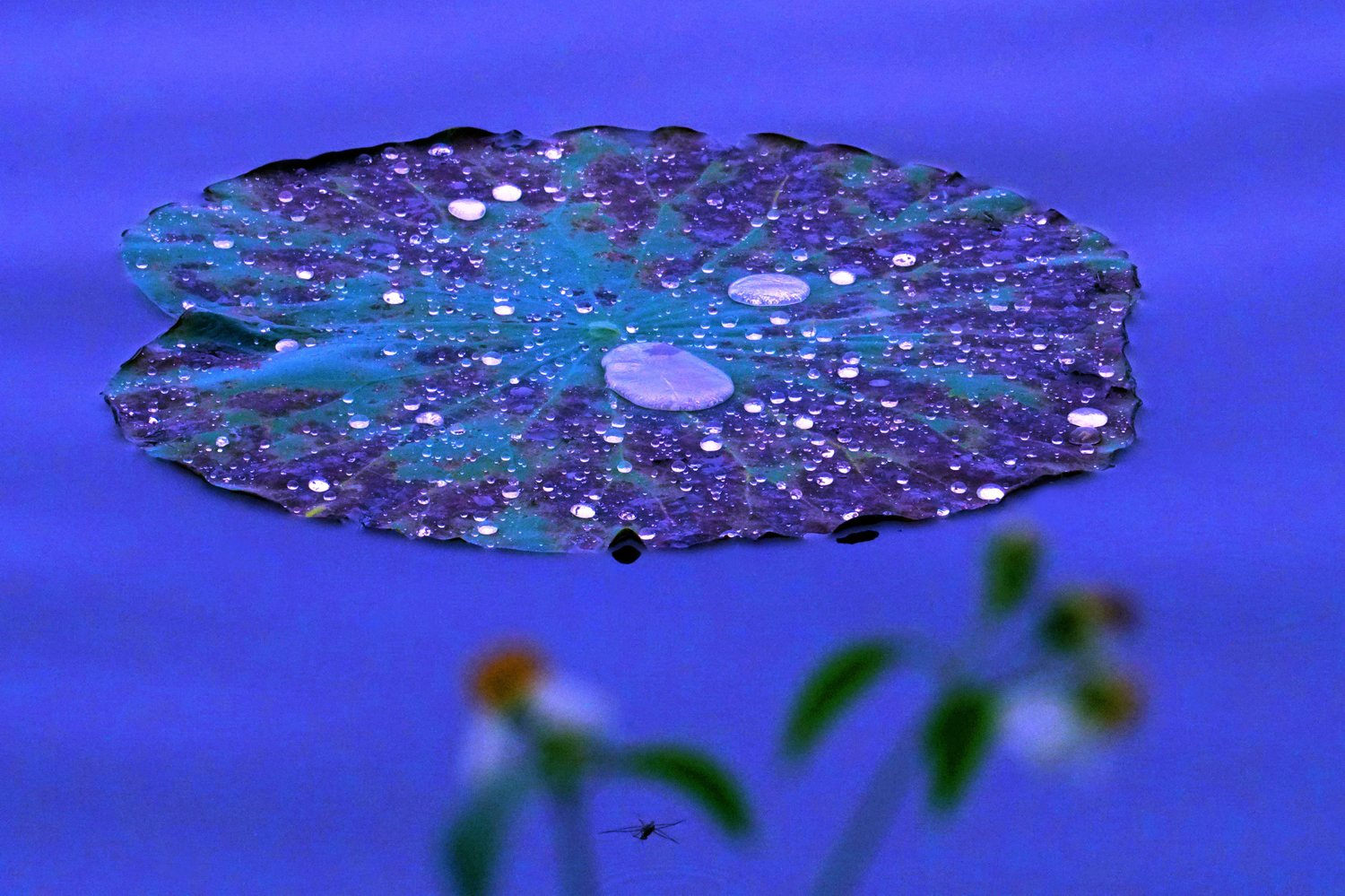 陳永鑑_荷花作品_20250525f.JPG