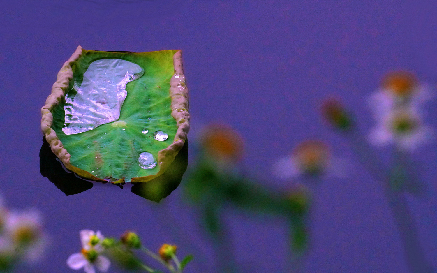 陳永鑑_荷花作品_20250526d.JPG