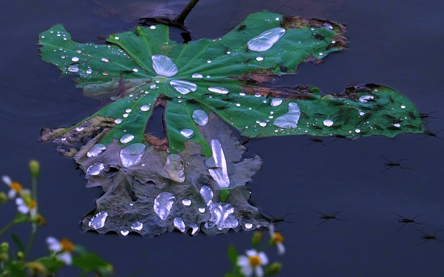 陳永鑑_荷花作品_20250525l.JPG