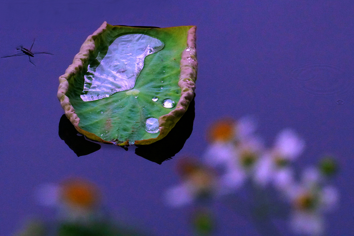 陳永鑑_荷花作品_20250526g.JPG