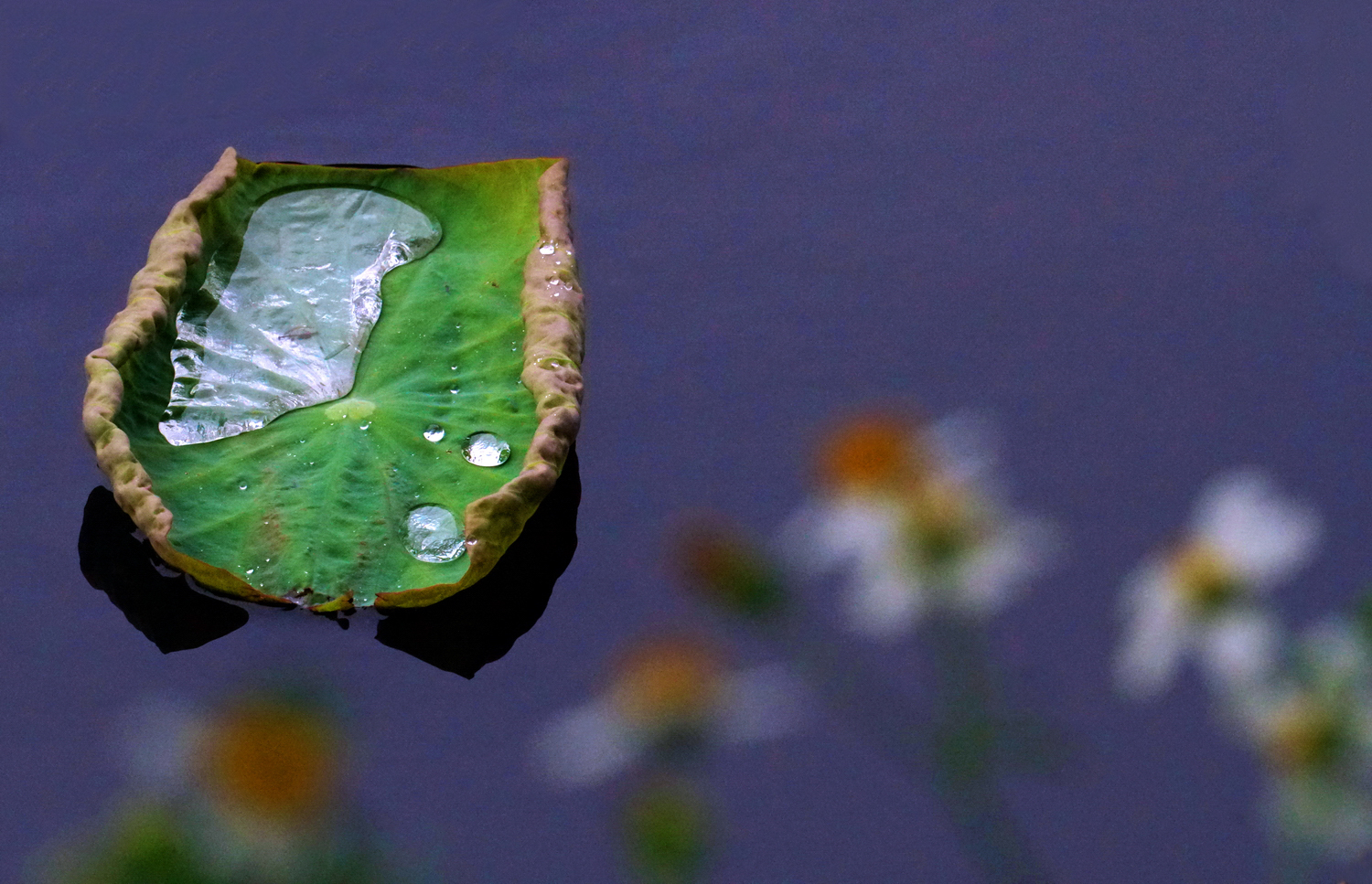 陳永鑑_荷花作品_20250526f.JPG