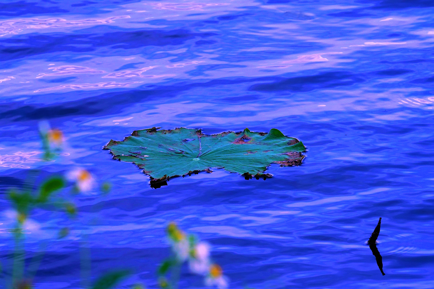 陳永鑑_荷花作品_20250528n.JPG