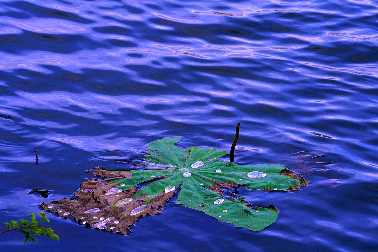 陳永鑑_荷花作品_20250529b.JPG