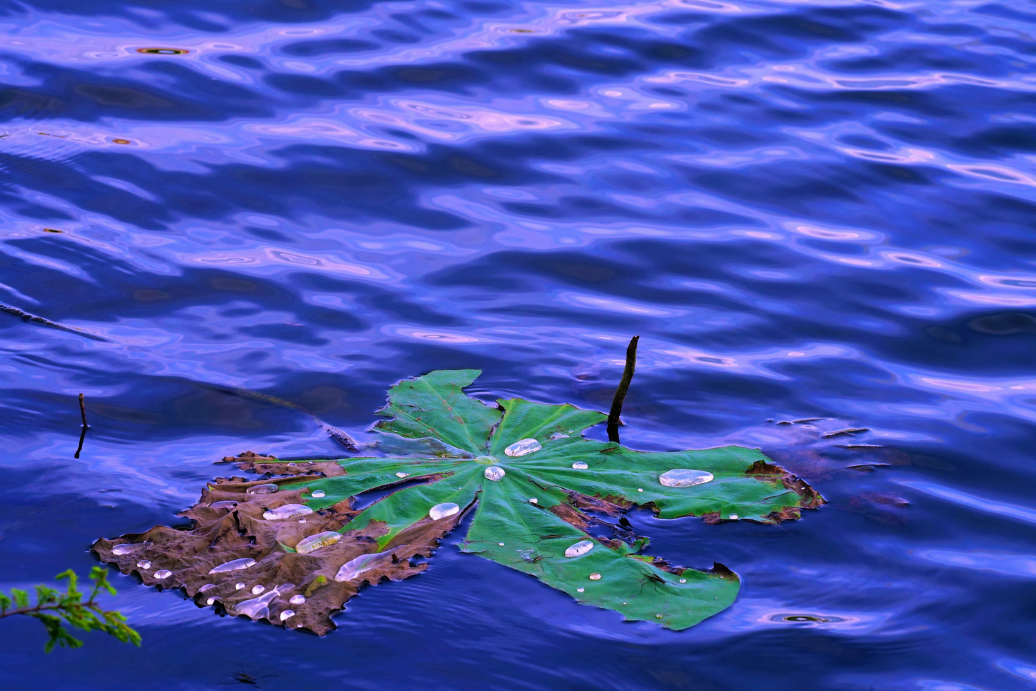 陳永鑑_荷花作品_20250529a.JPG