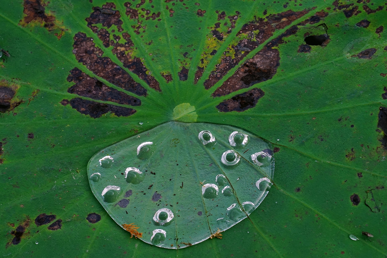 陳永鑑_荷花作品_20250530d.JPG