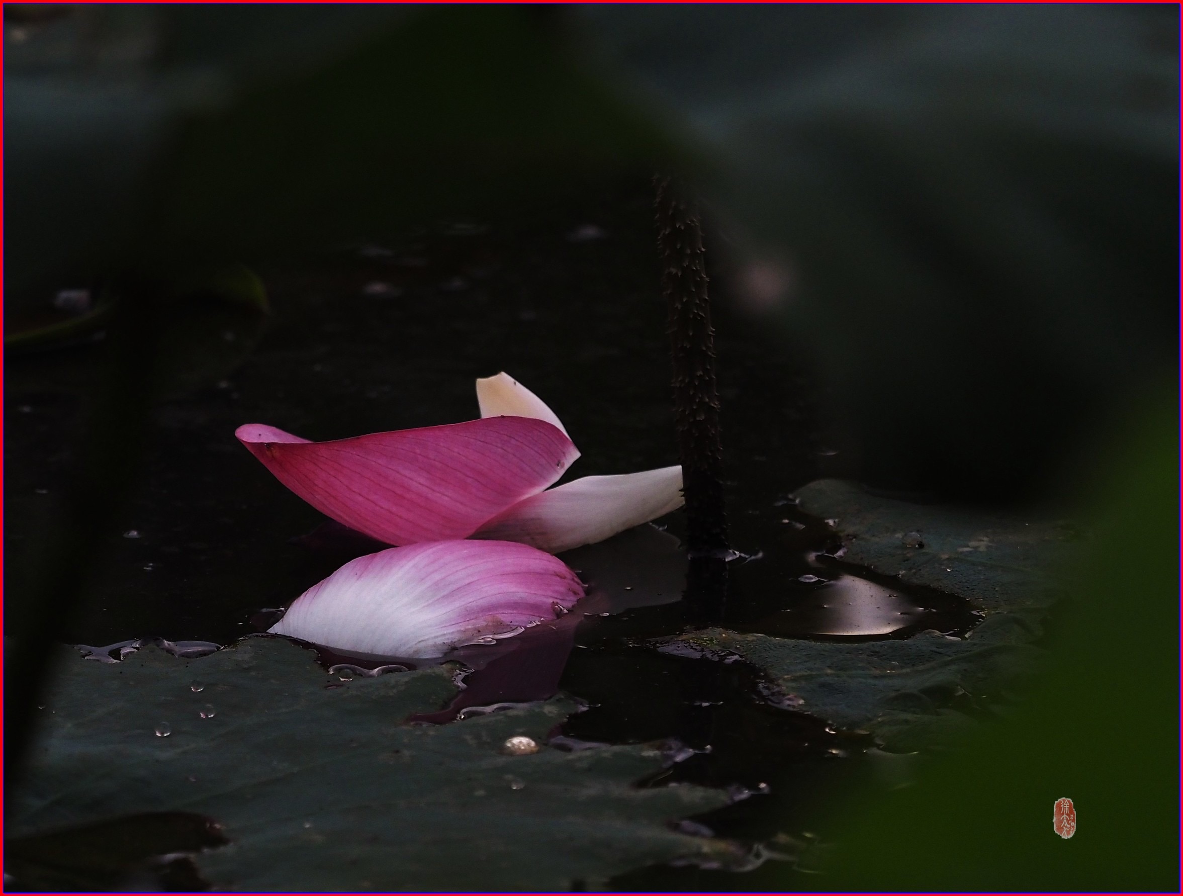 S__37462036.jpg