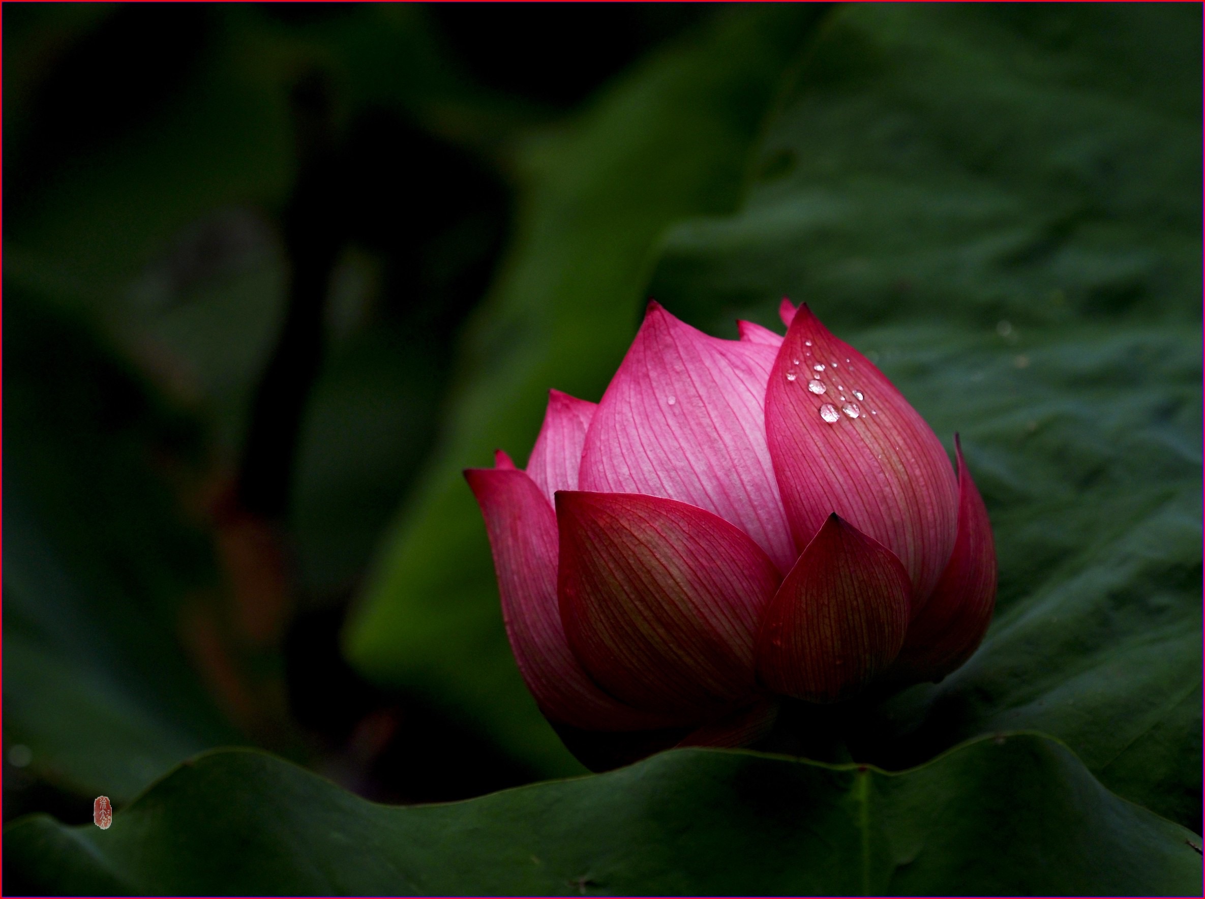 S__37502998.jpg