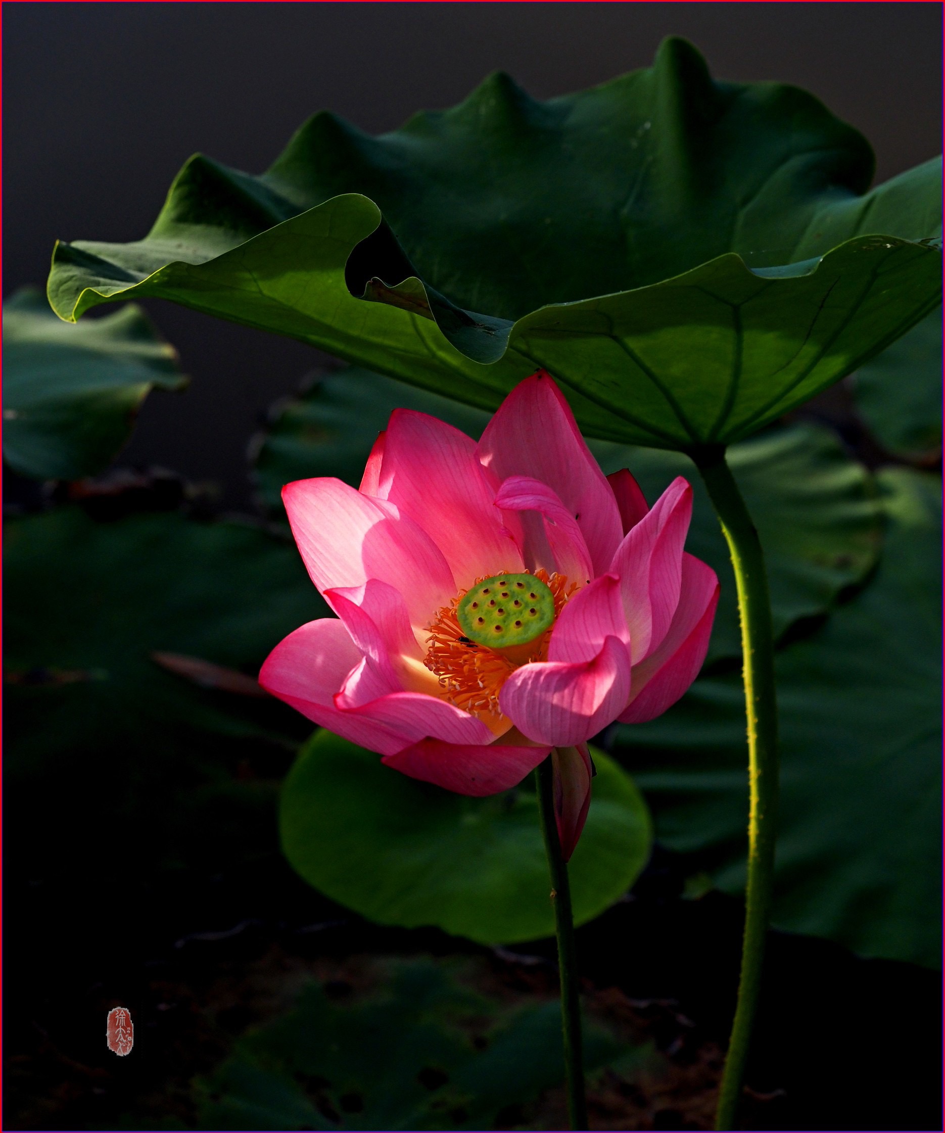 S__37658654.jpg
