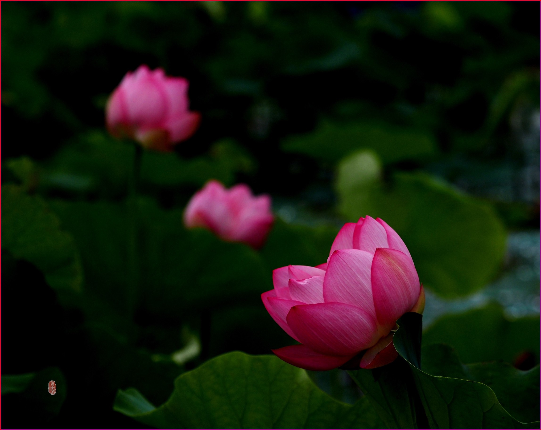 S__37666834.jpg