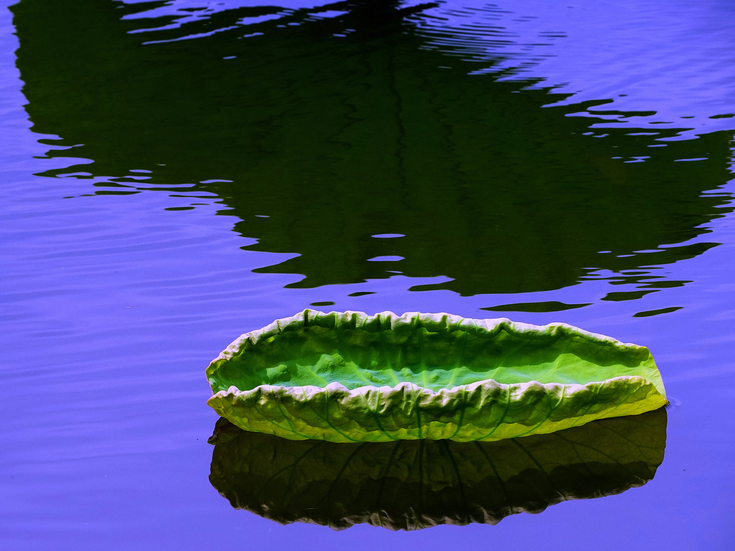 陳永鑑_荷花作品_20250615d.JPG