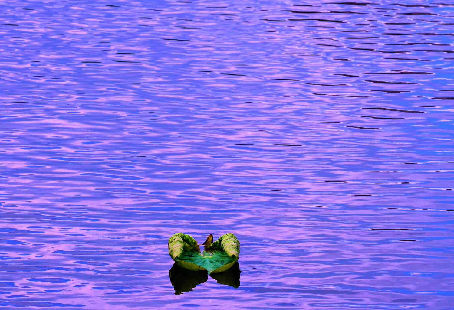 陳永鑑_荷花作品_20250615c.JPG