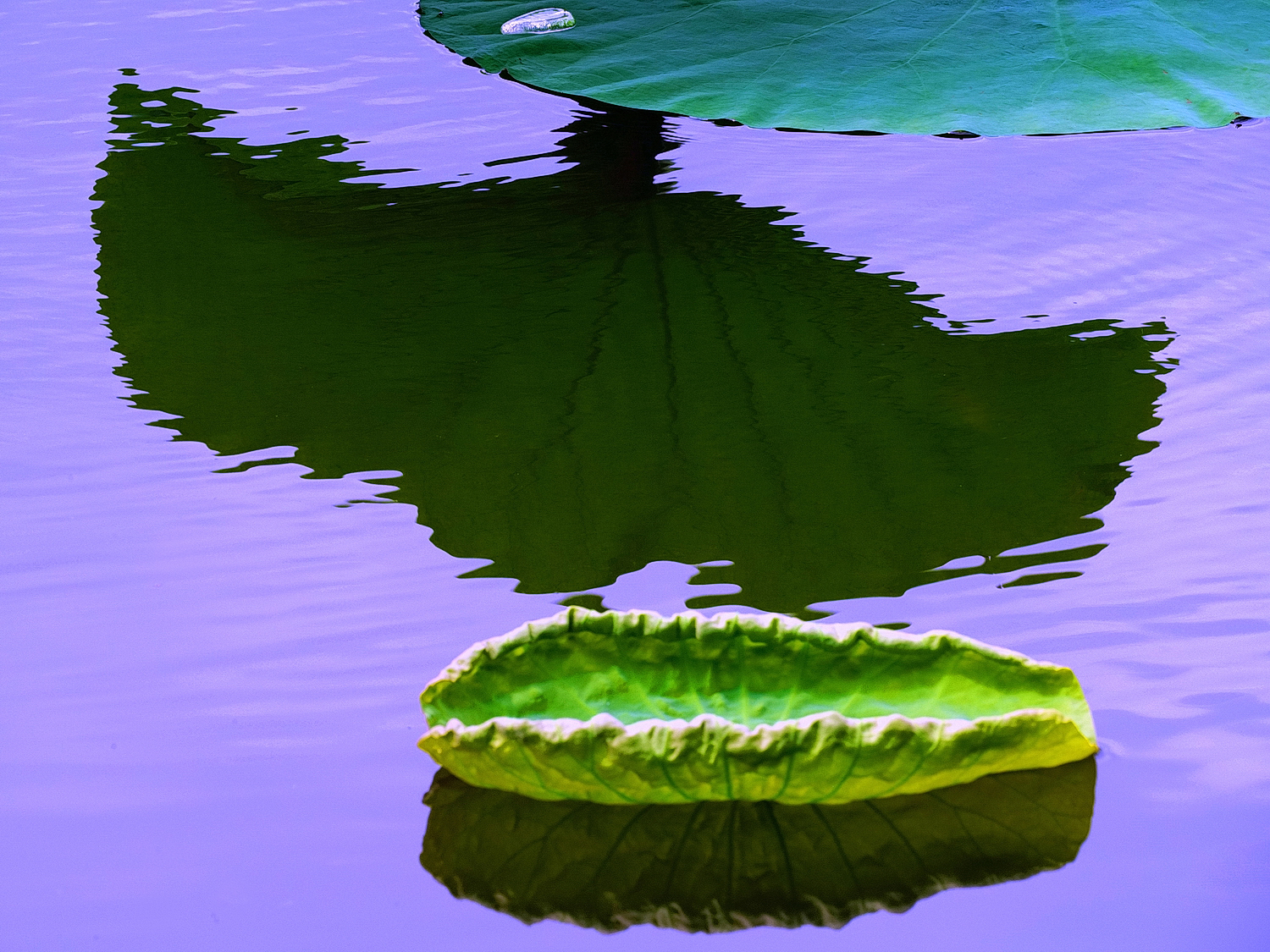 陳永鑑_荷花作品_20250615e.JPG