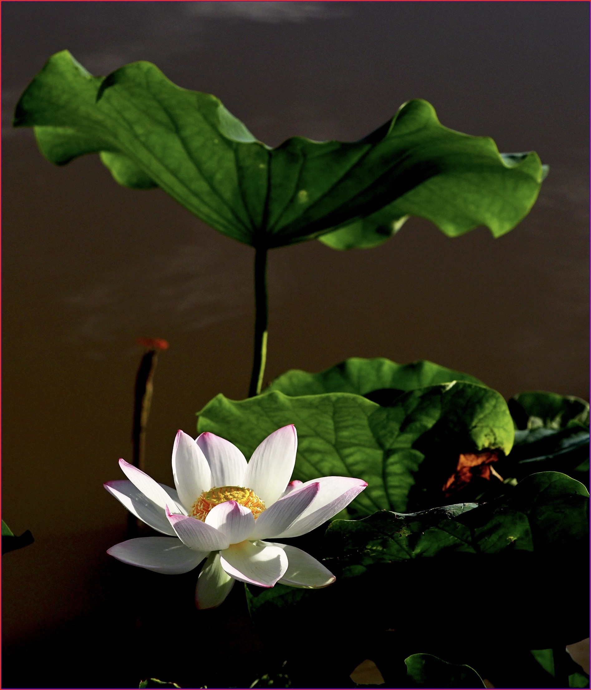 S__37699680.jpg