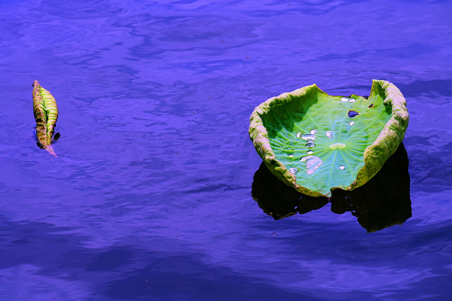 陳永鑑_荷花作品_20250616o.JPG