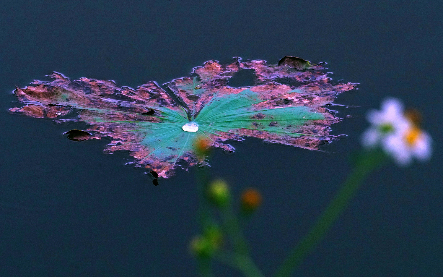 陳永鑑_荷花作品_20250616k.JPG