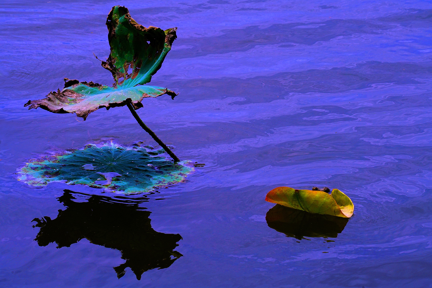 陳永鑑_荷花作品_20250618c.JPG