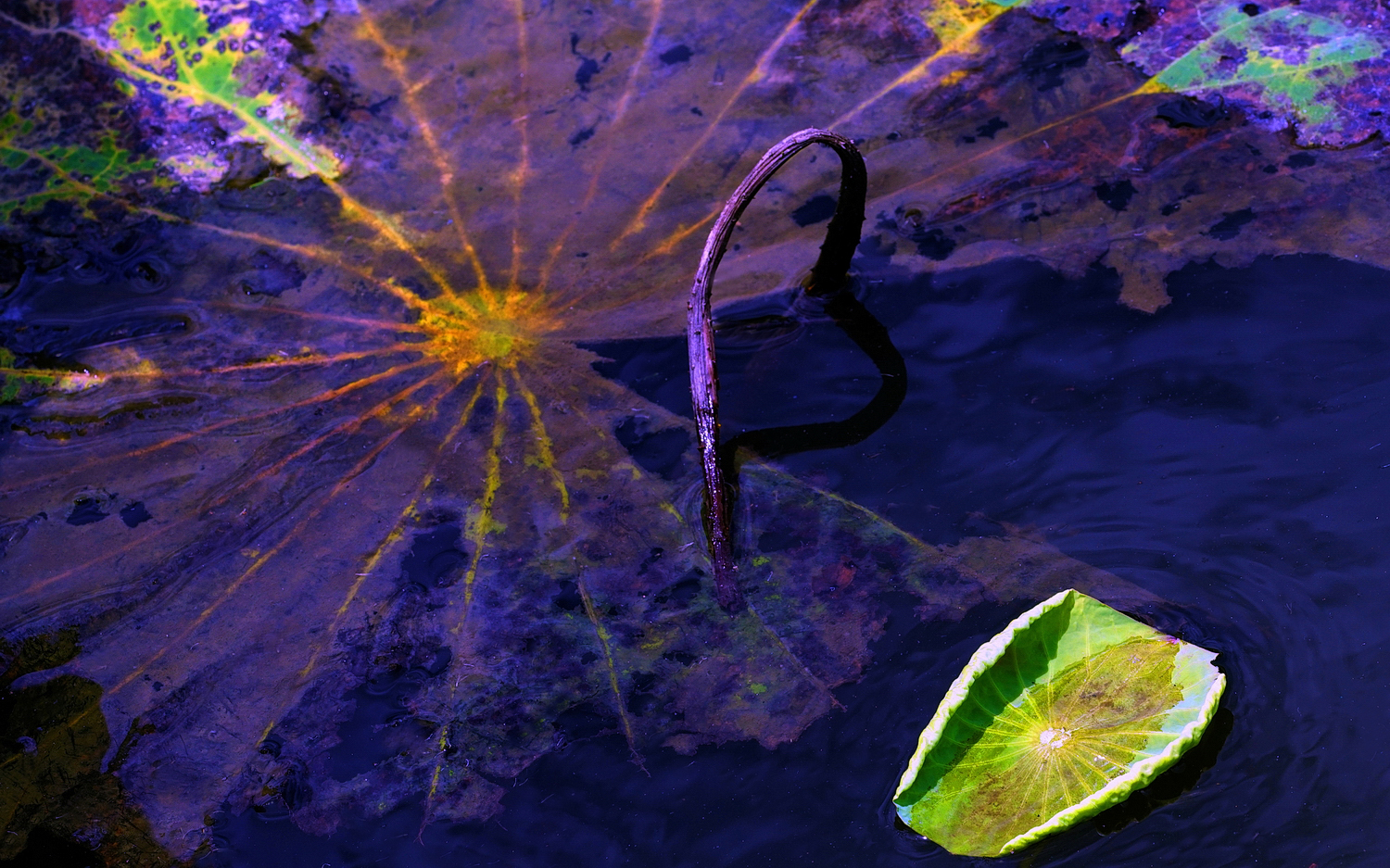 陳永鑑_荷花作品_20250618a.JPG