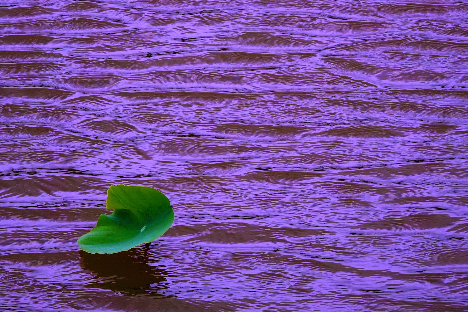 陳永鑑_荷花作品_20250617j.JPG