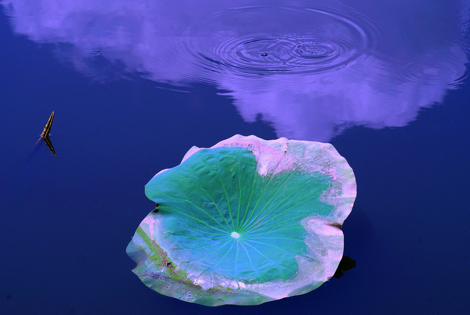 陳永鑑_荷花作品_20250618j.JPG