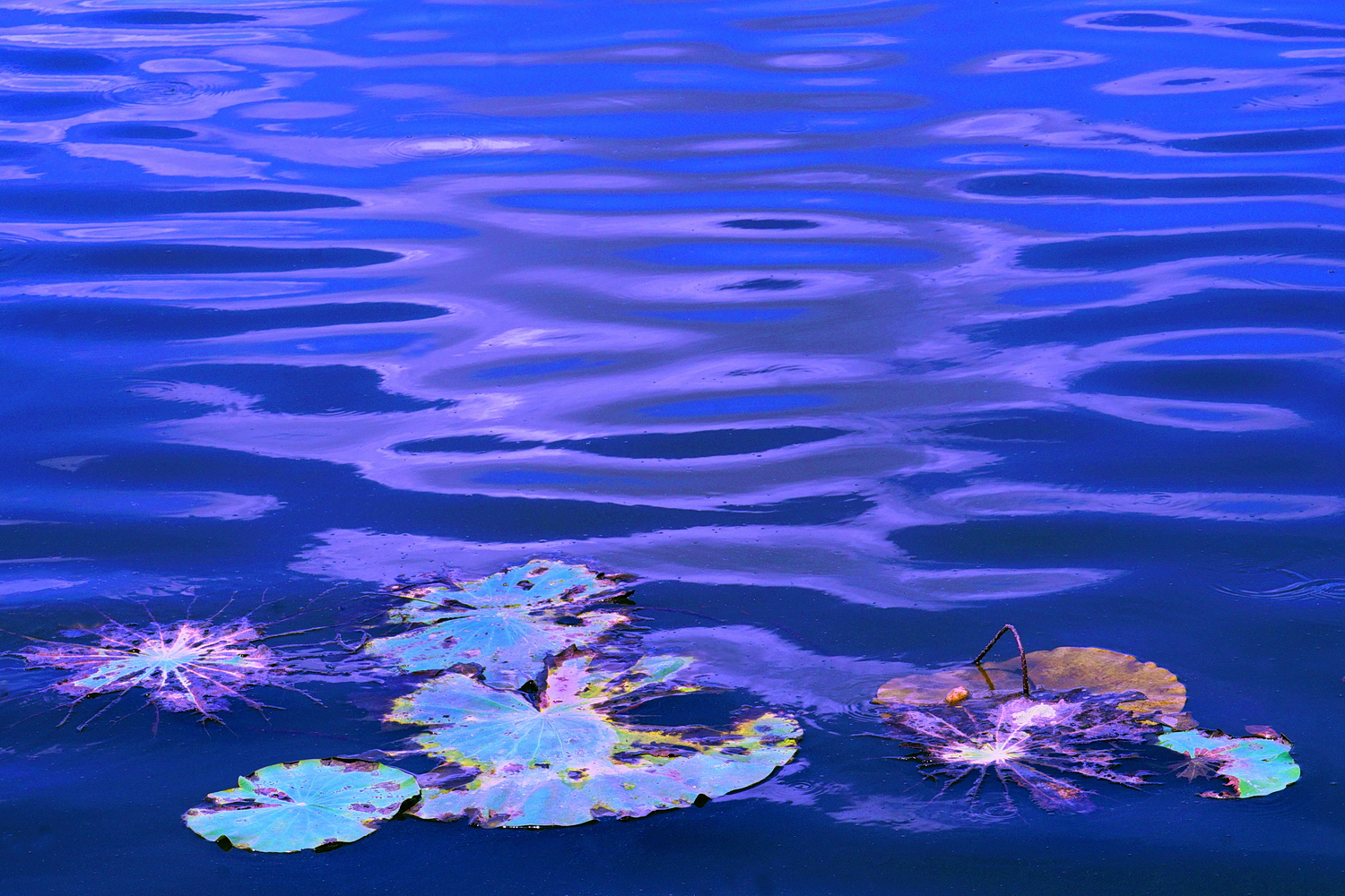 陳永鑑_荷花作品_20250618i.JPG