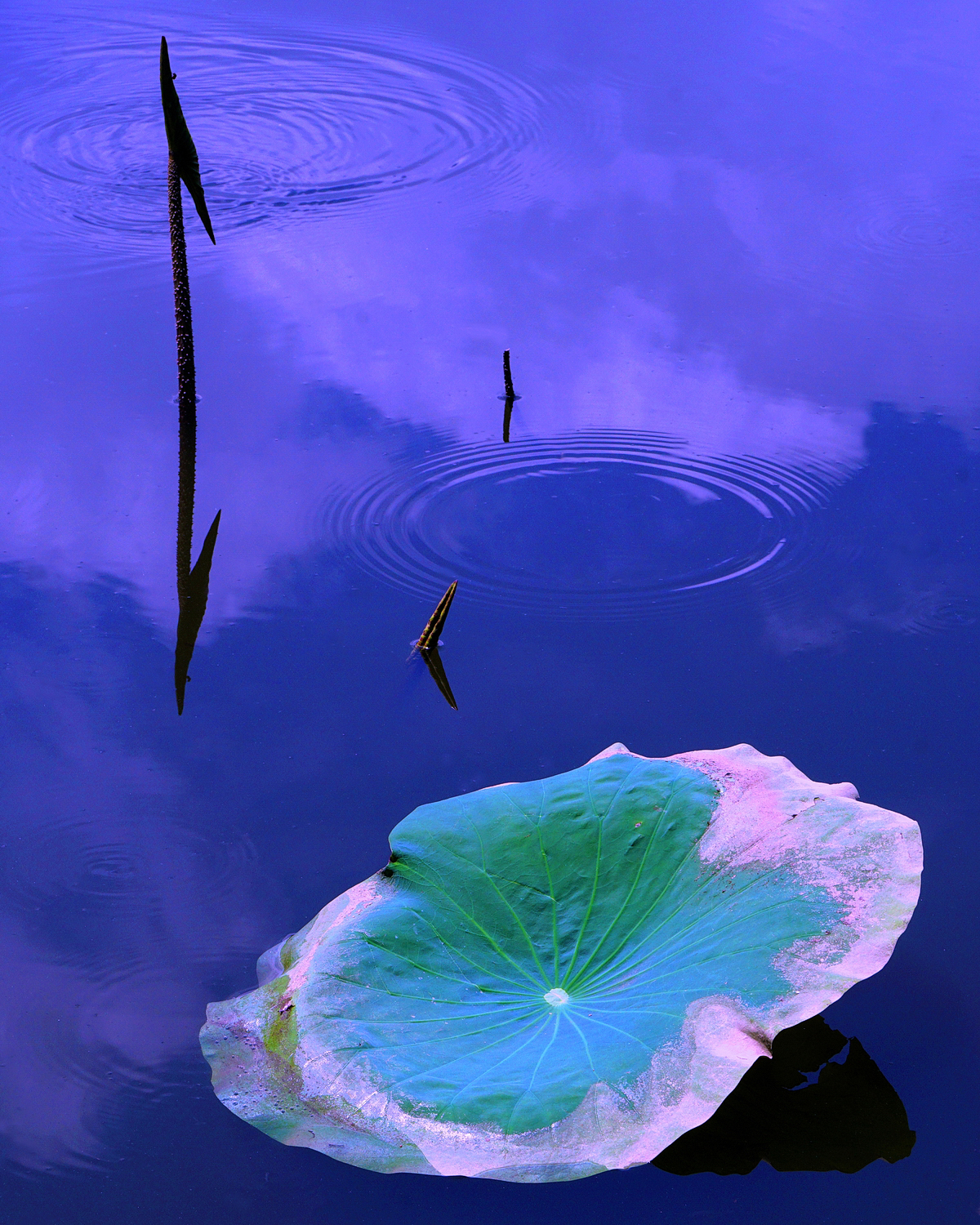 陳永鑑_荷花作品_20250618l.JPG