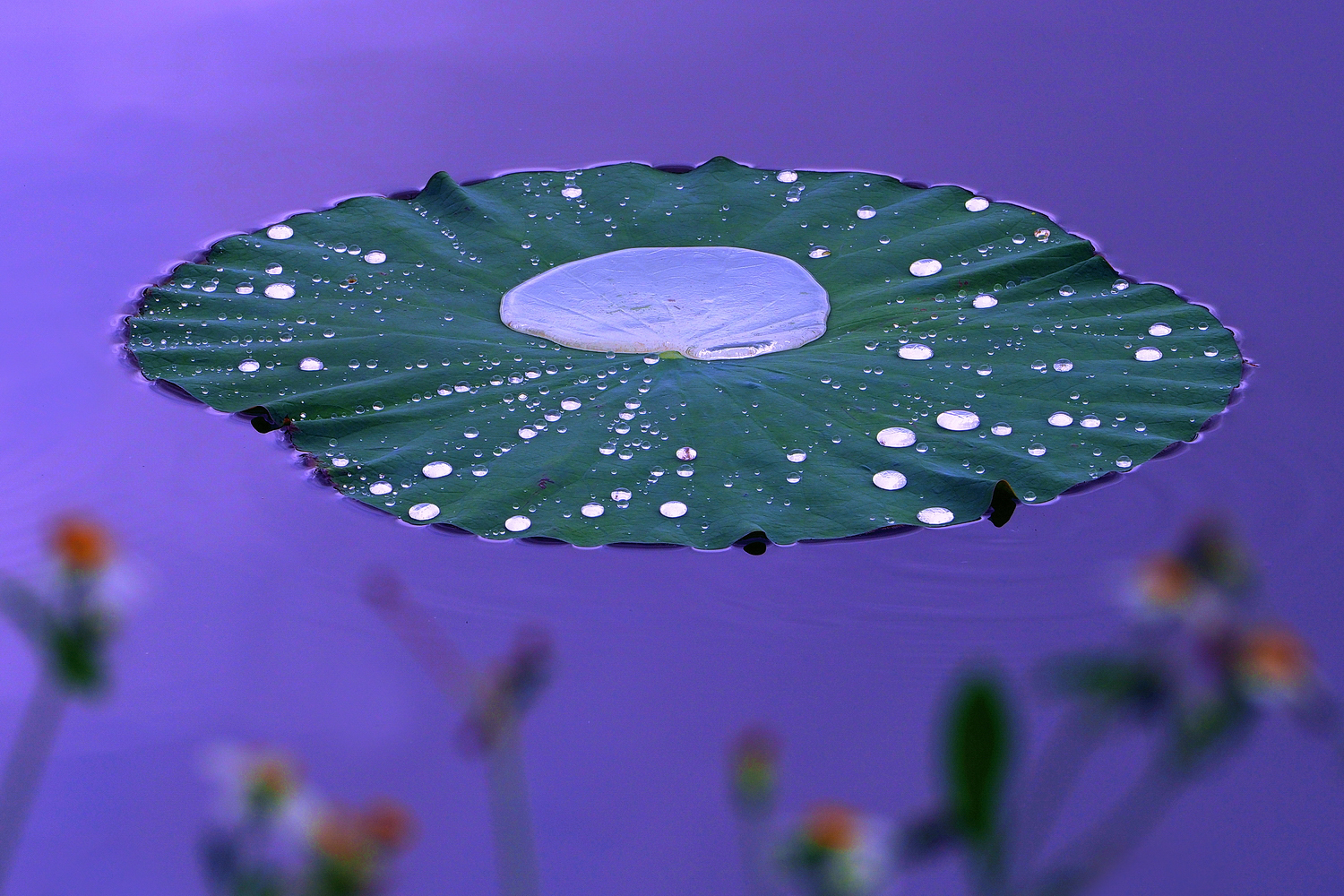 陳永鑑_荷花作品_20250619q.JPG