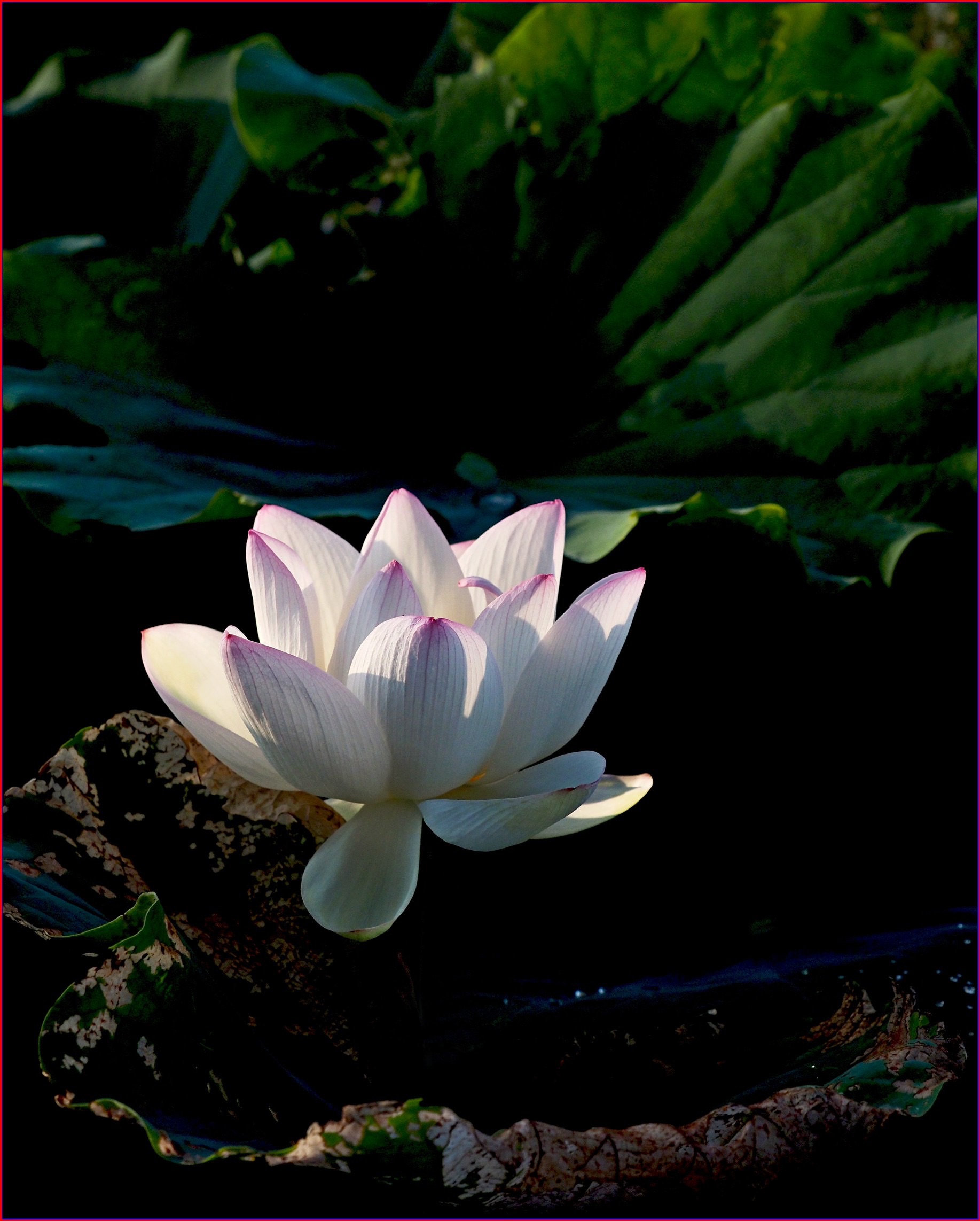 S__37994505.jpg