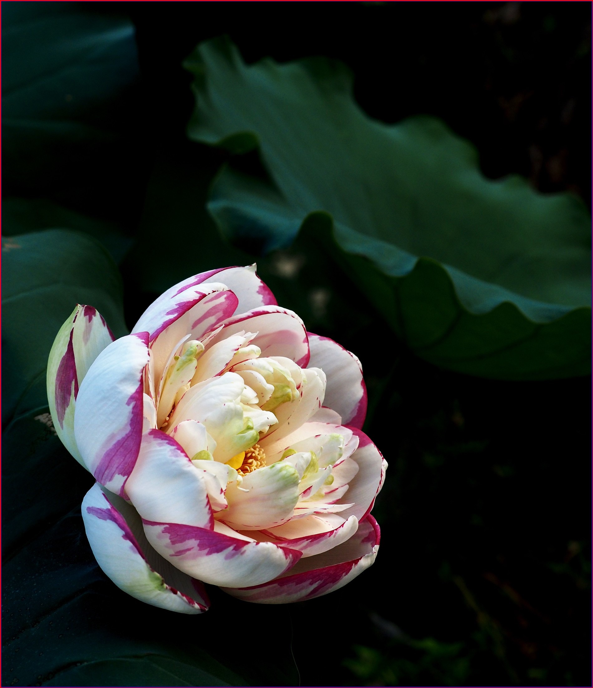 S__38117398.jpg
