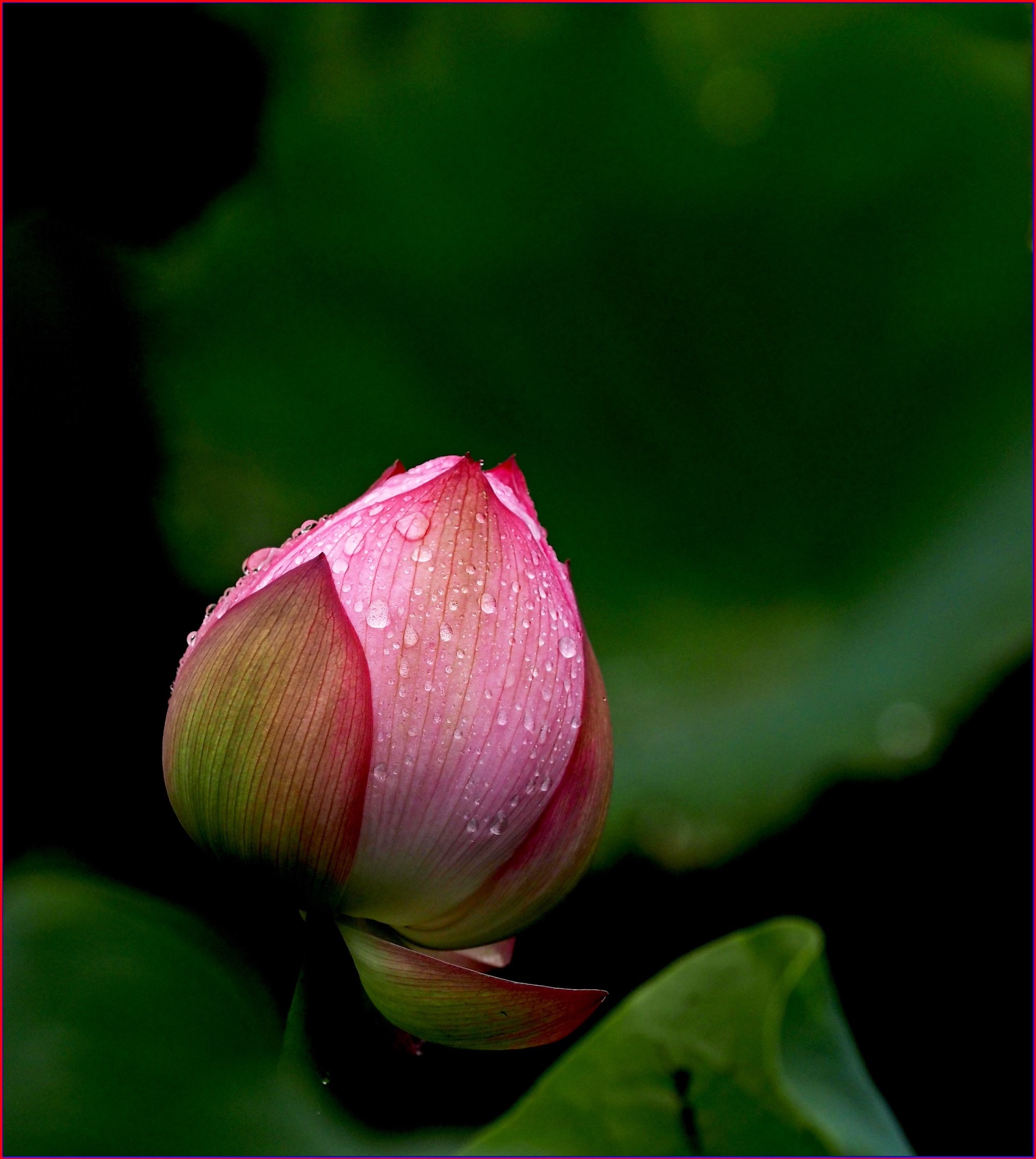 S__38158397.jpg