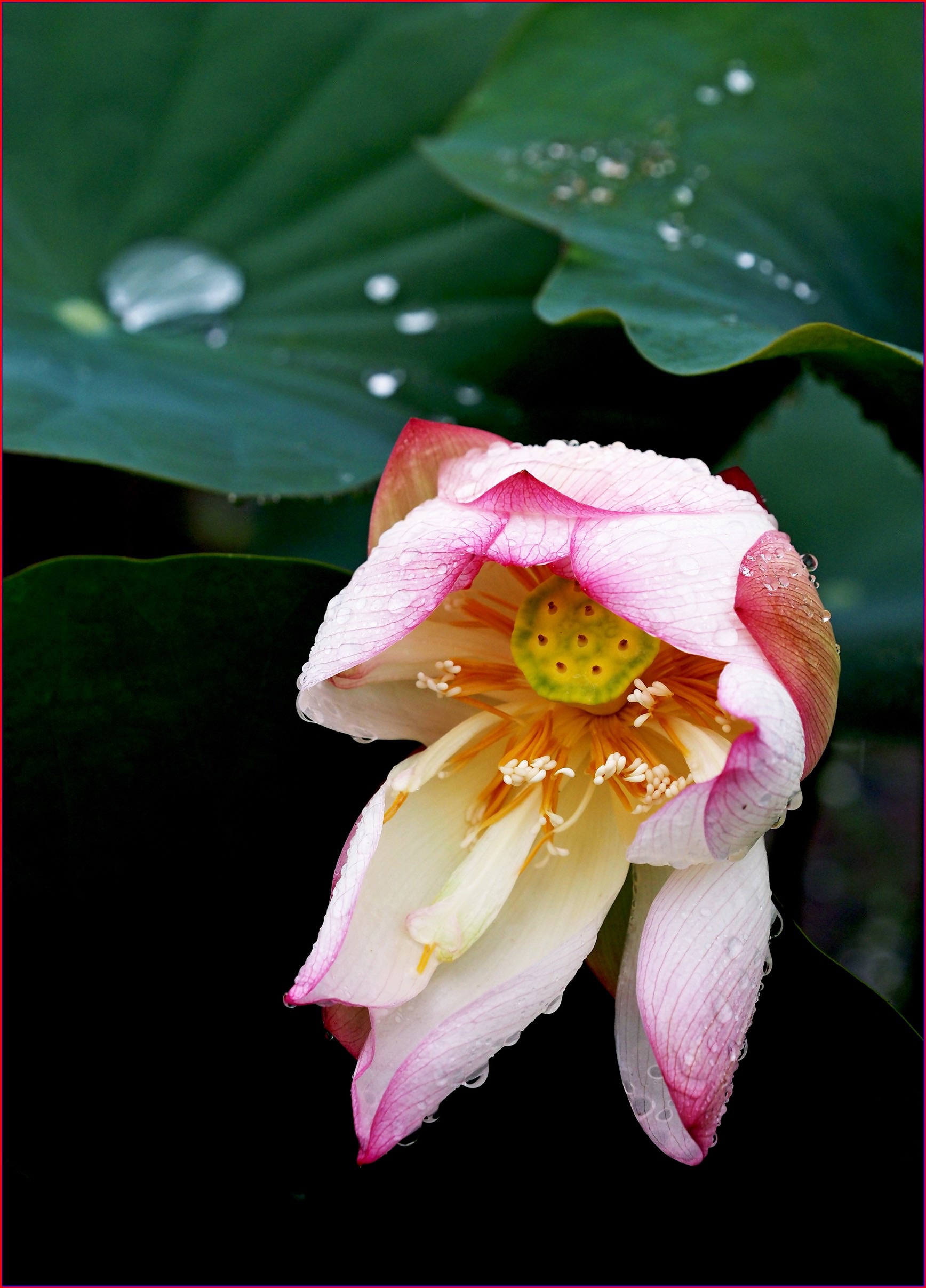 S__38166541.jpg