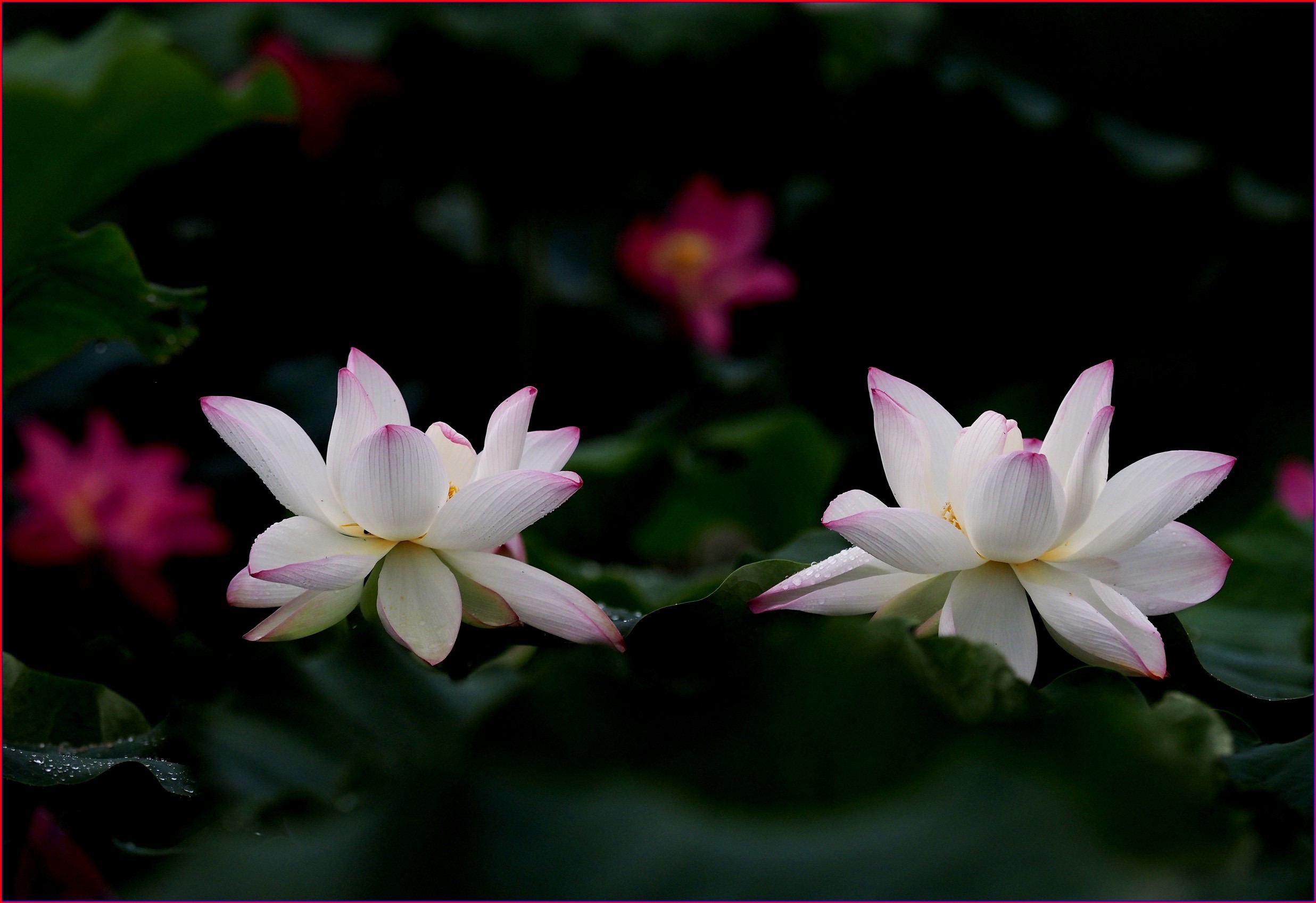 S__38273036.jpg