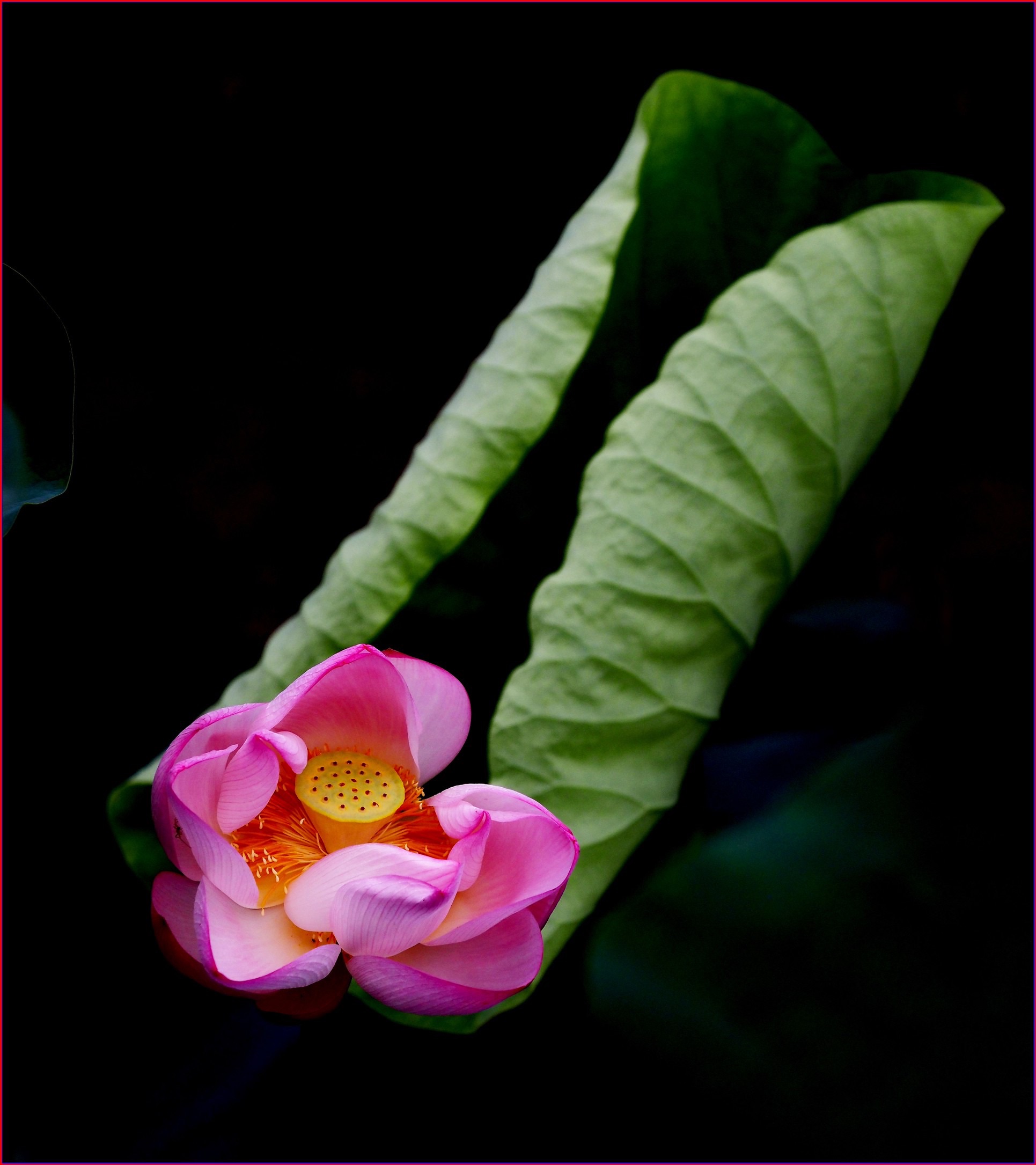 S__38363149.jpg