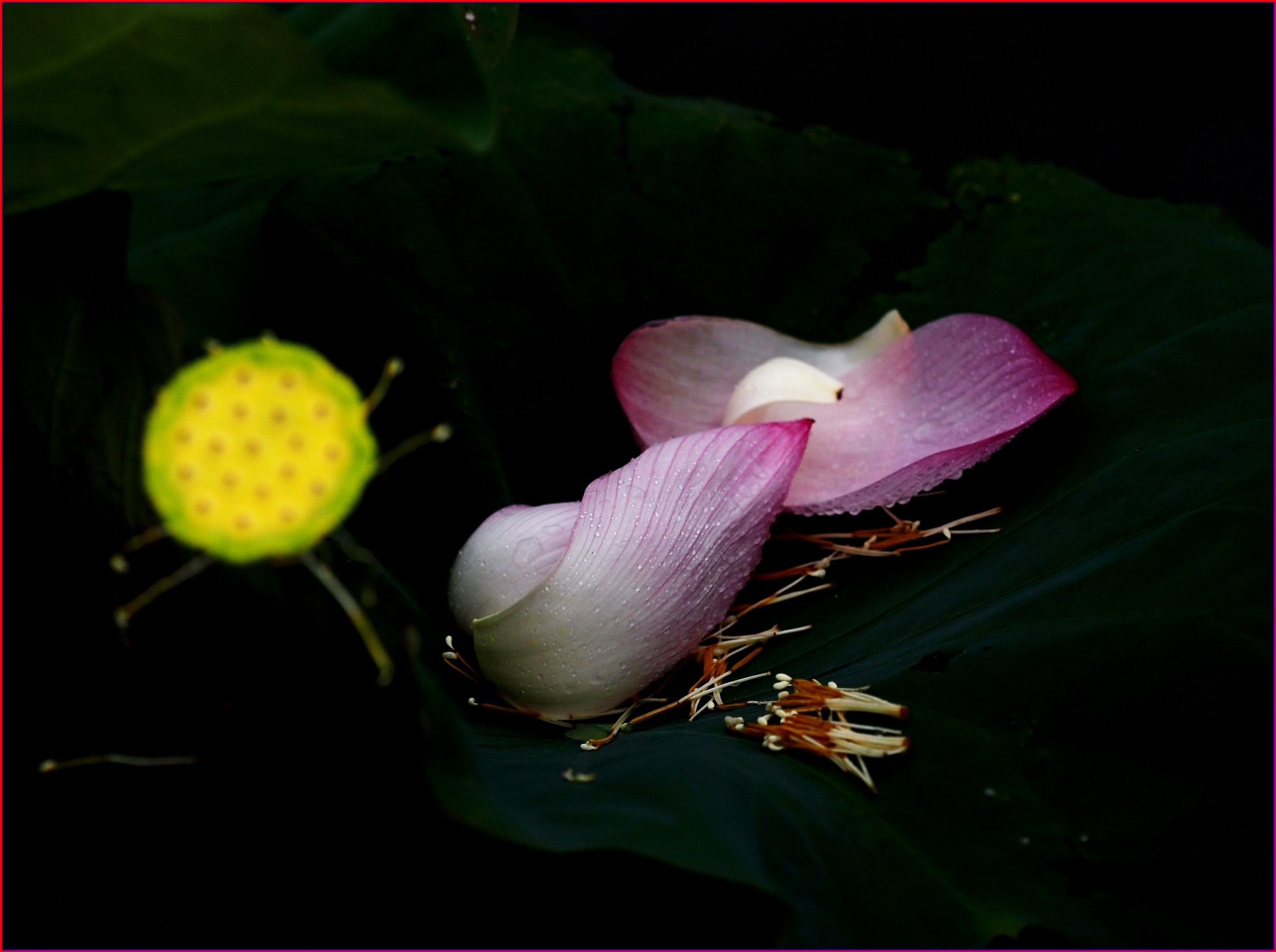 S__38576188.jpg