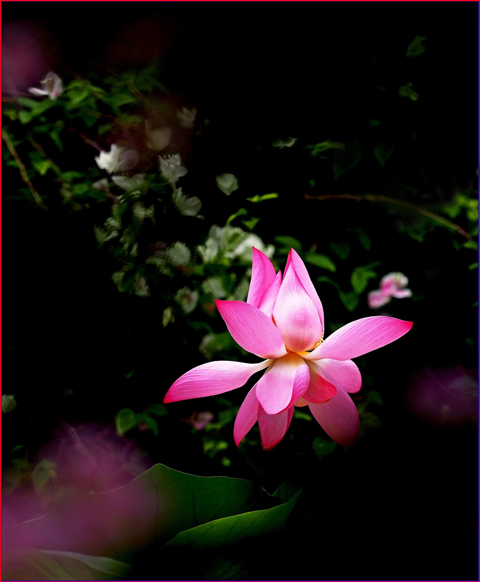 S__38592543.jpg