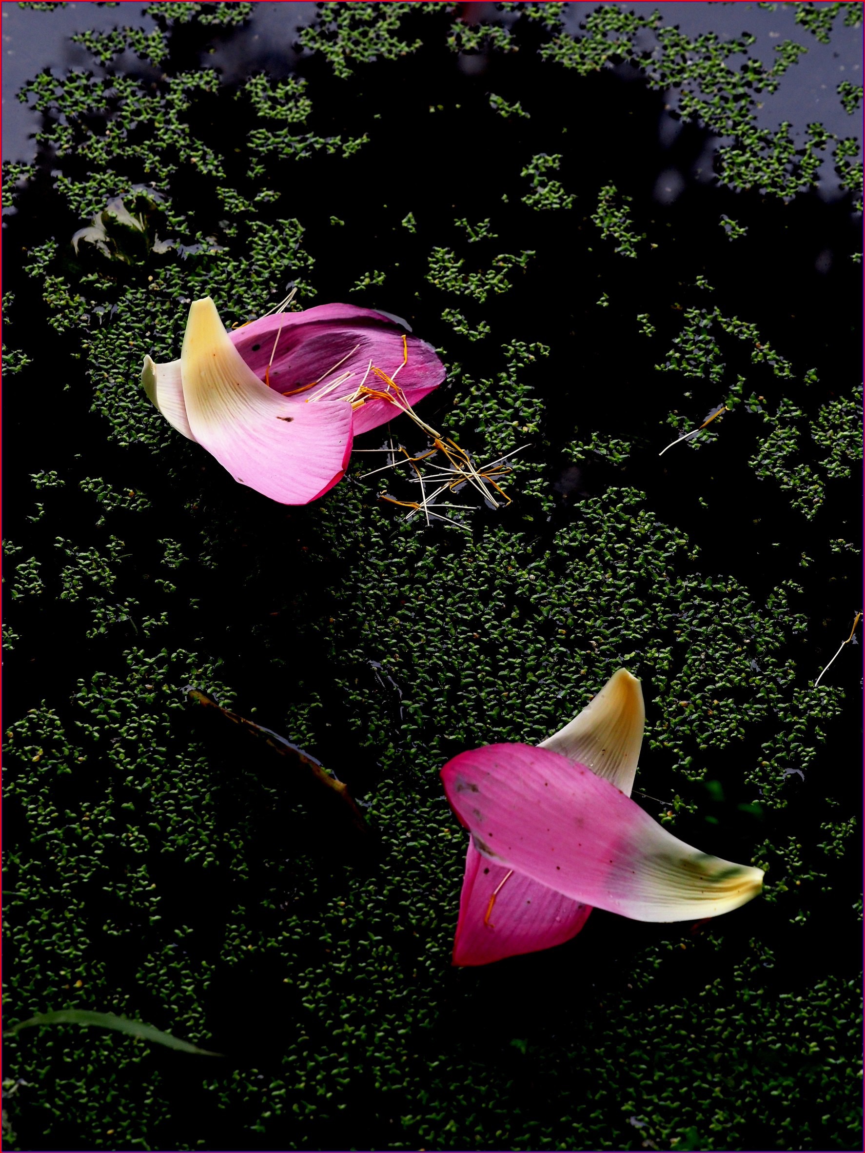 S__38625290.jpg