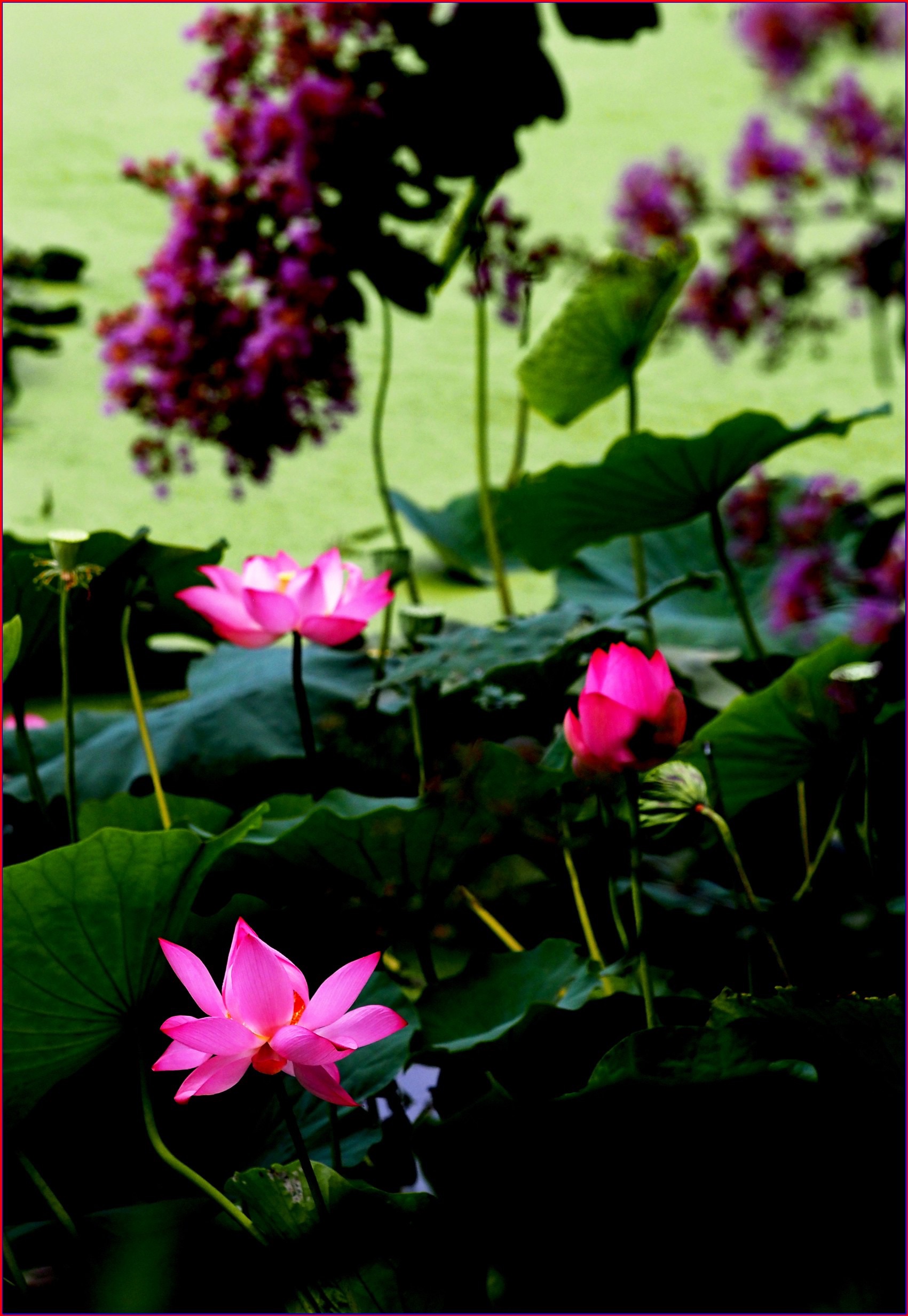 S__38690848.jpg