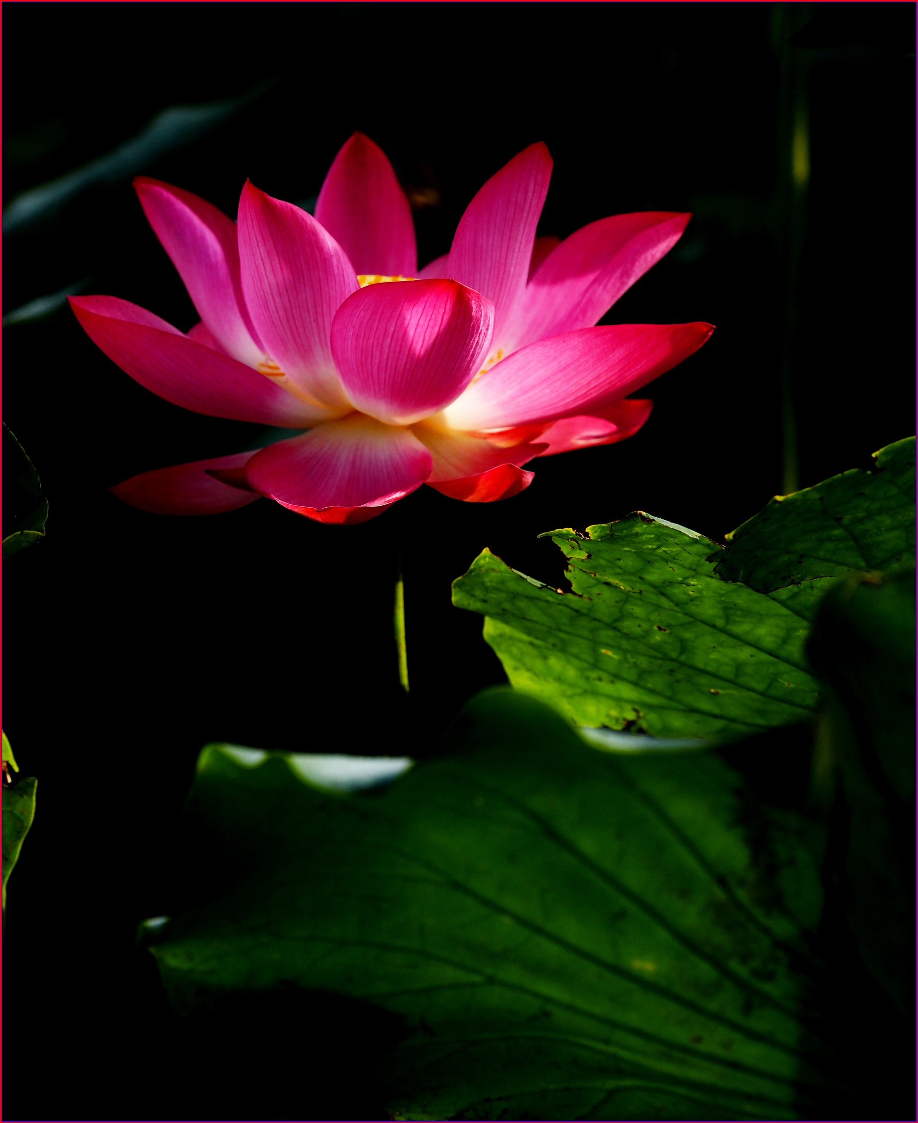 S__38813712.jpg