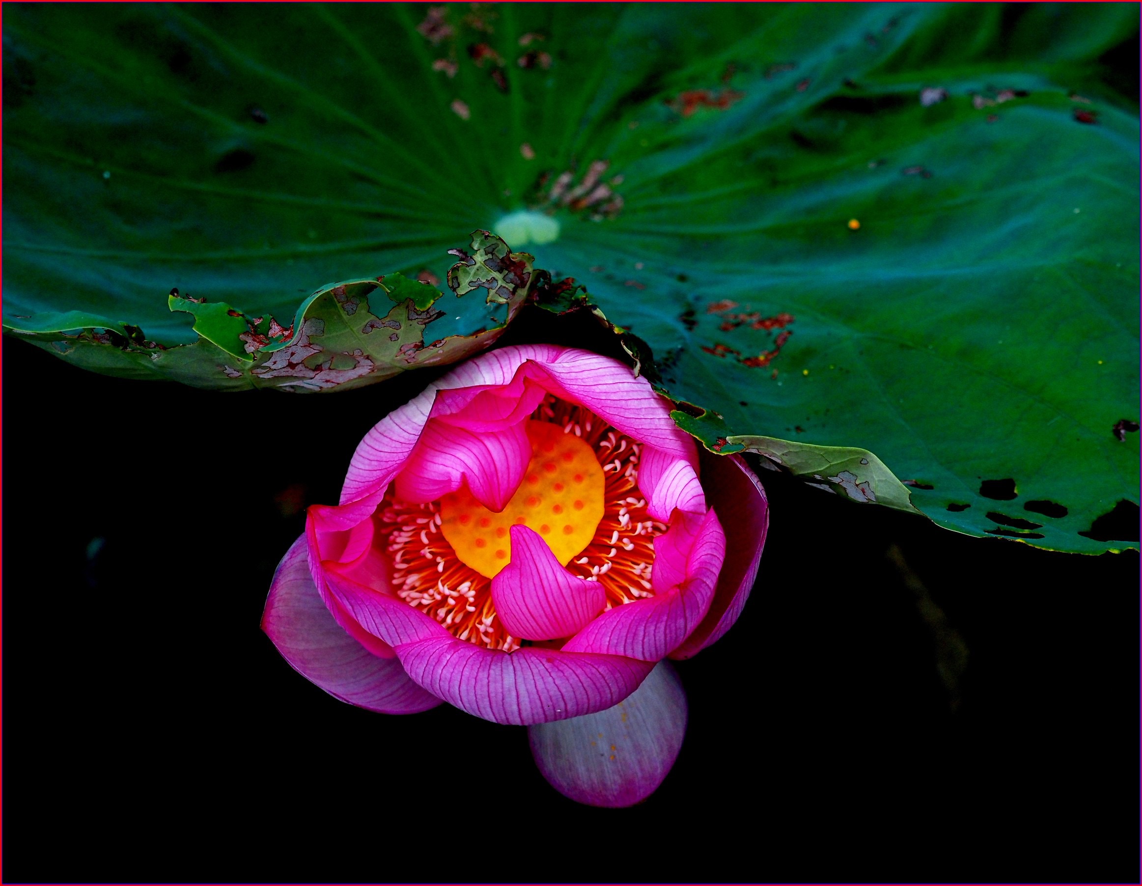 S__38928400.jpg