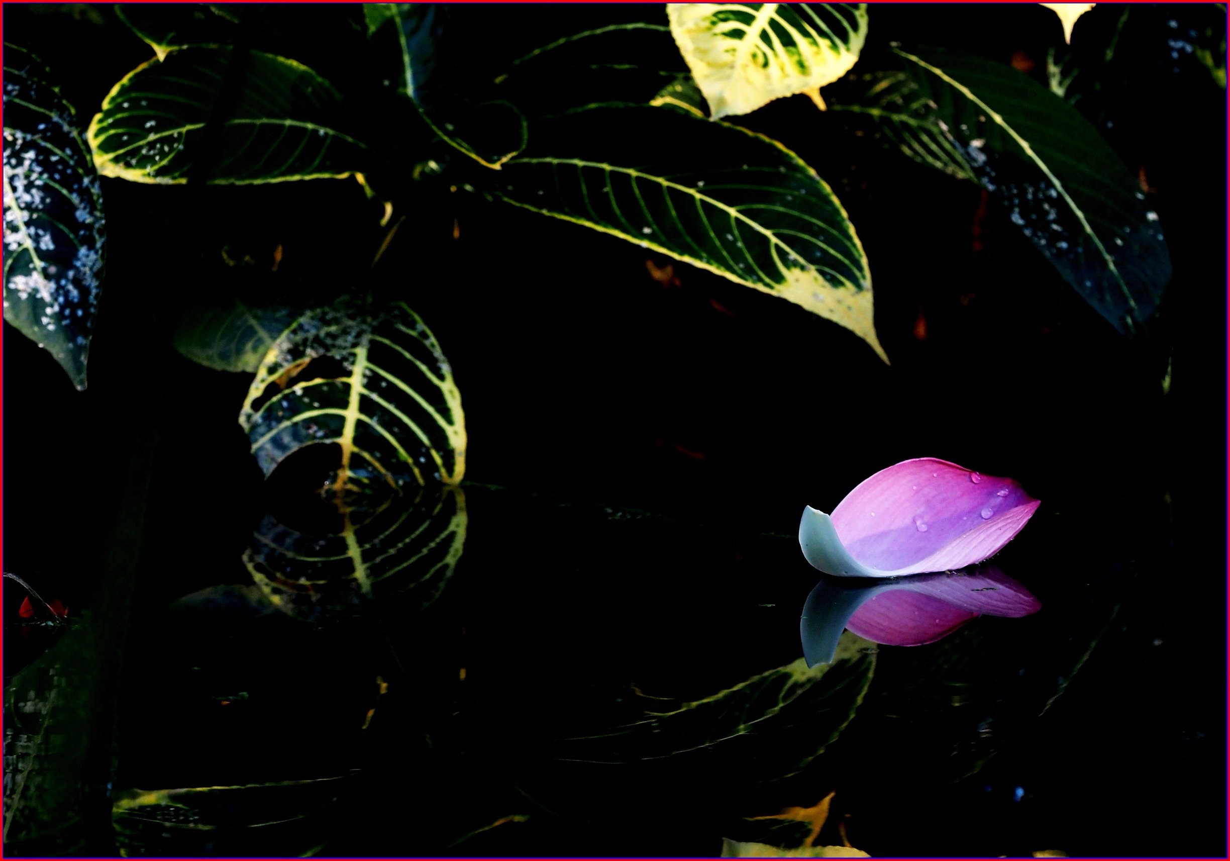 S__38969434.jpg