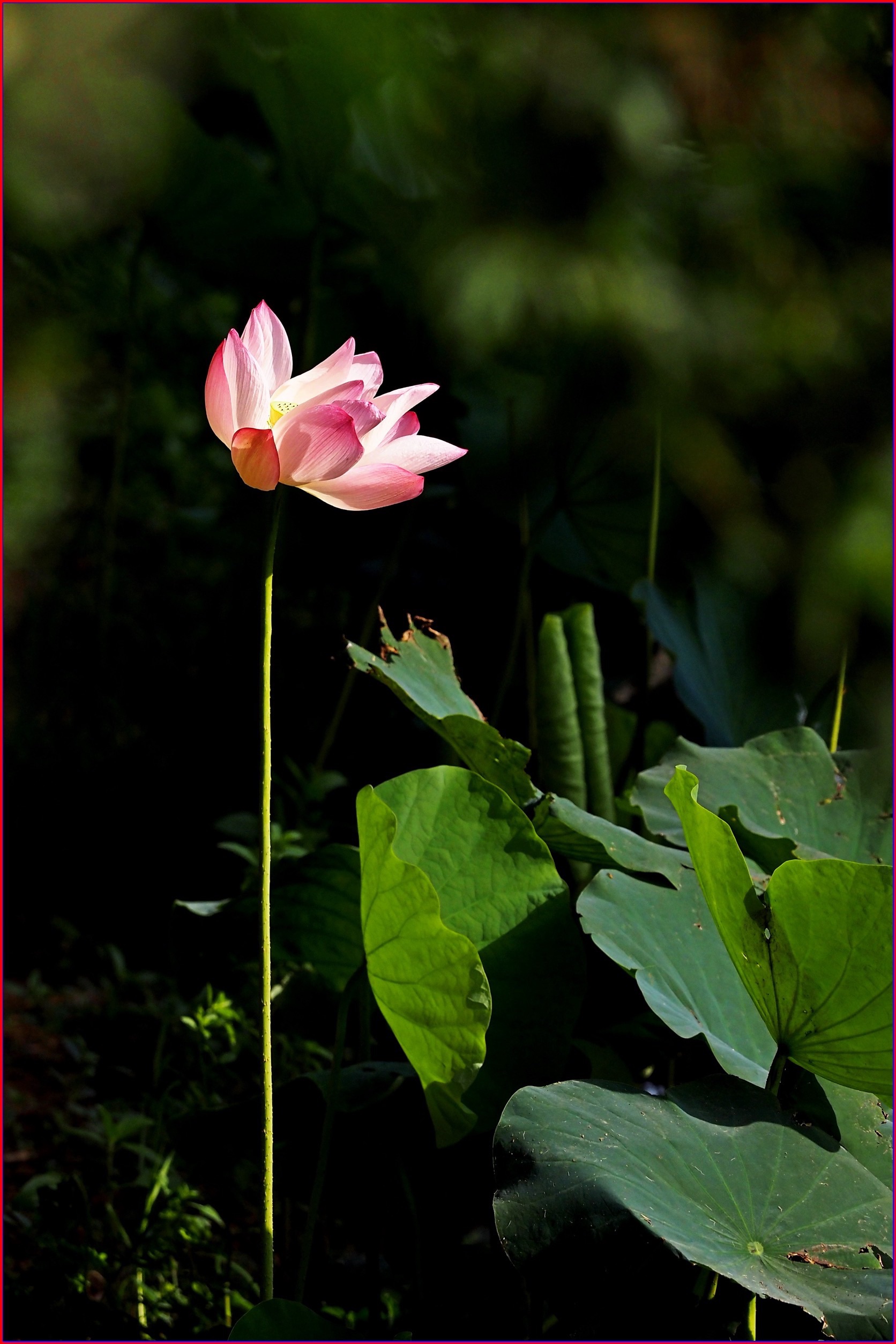 S__39108618.jpg